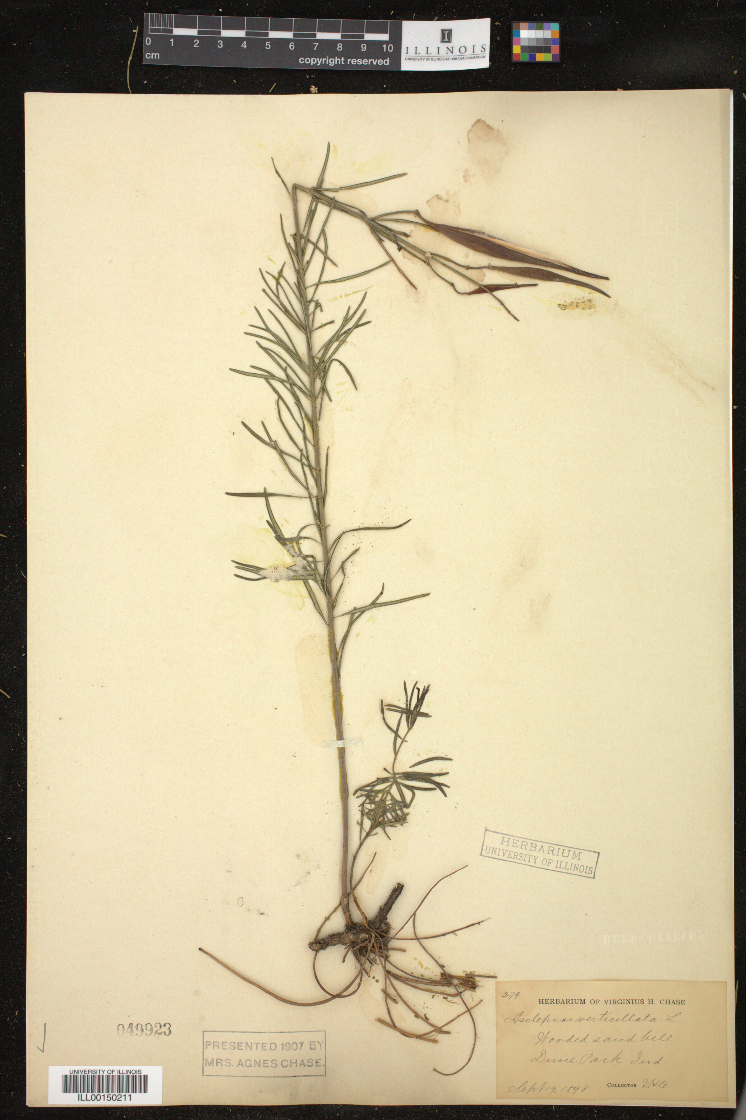 Asclepias verticillata image