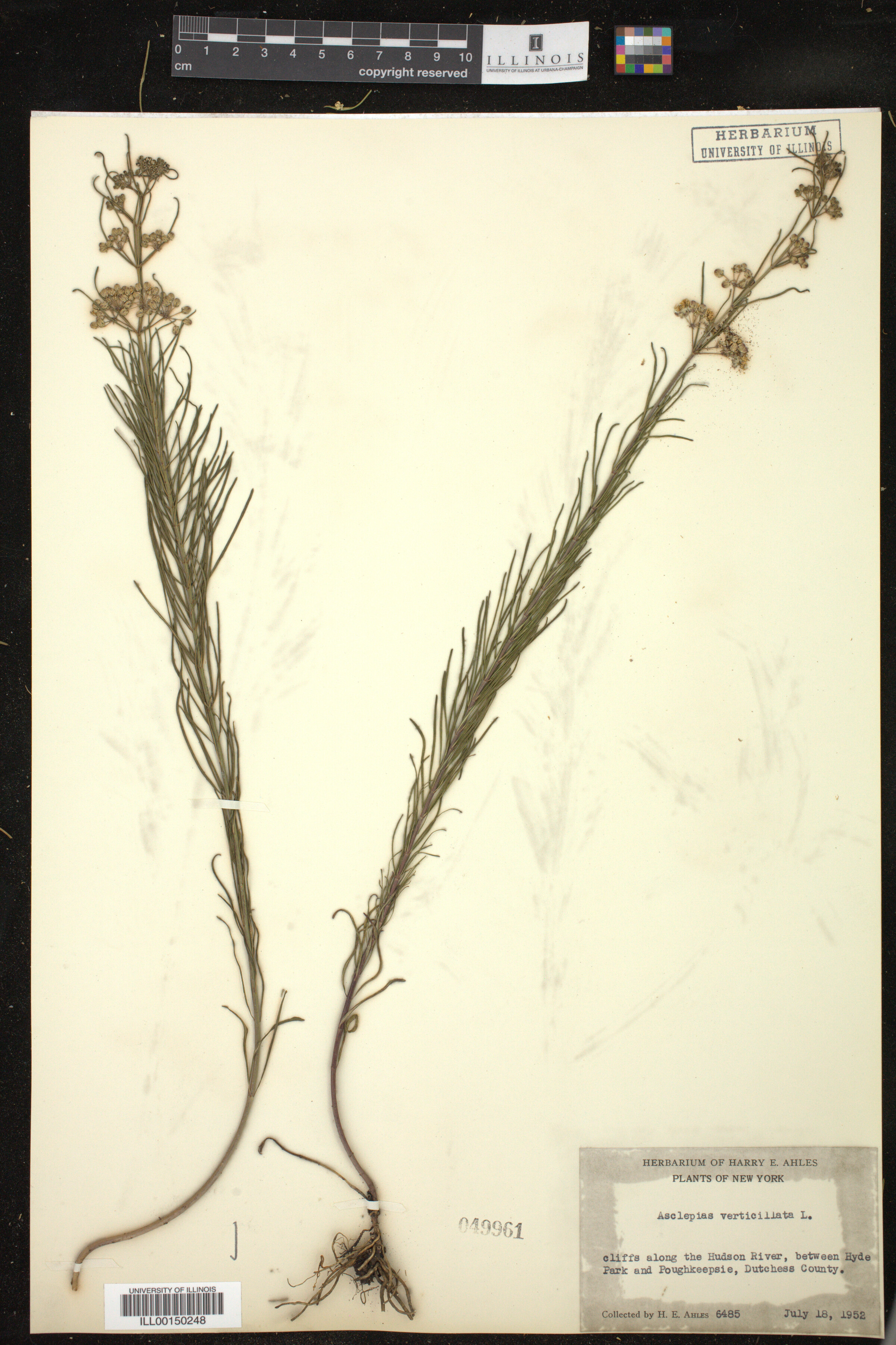 Asclepias verticillata image