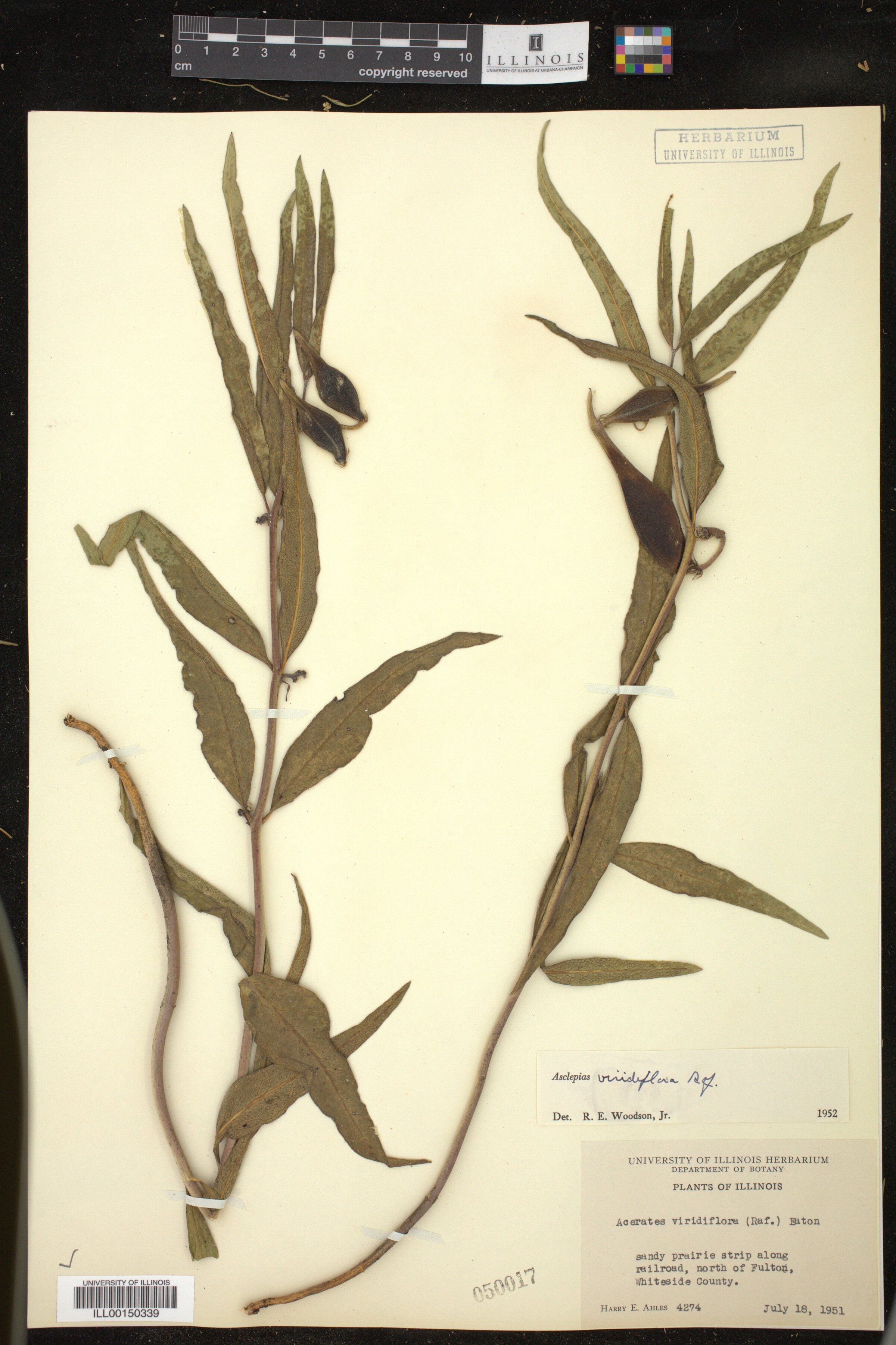 Asclepias viridiflora image