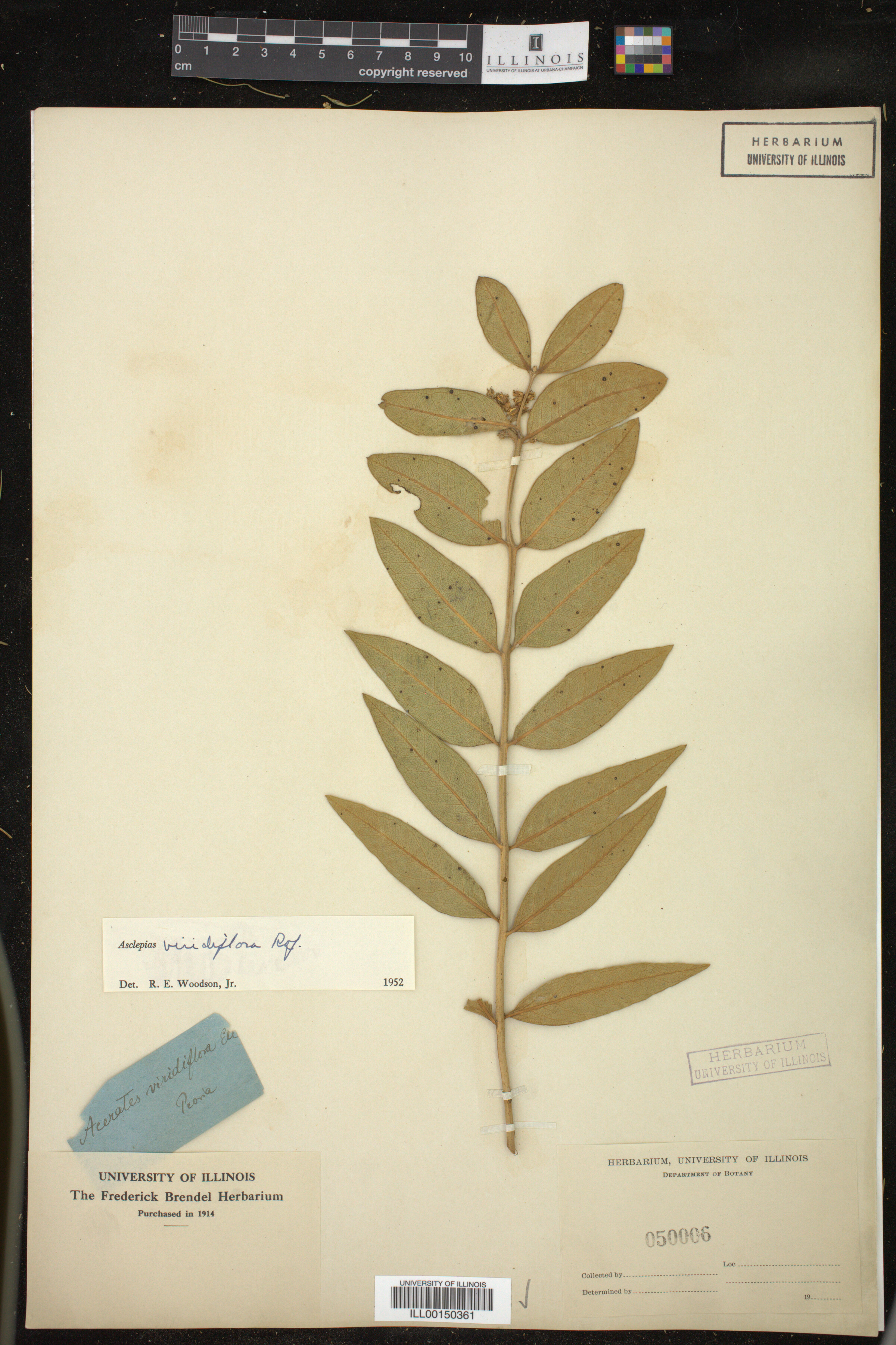 Asclepias viridiflora image