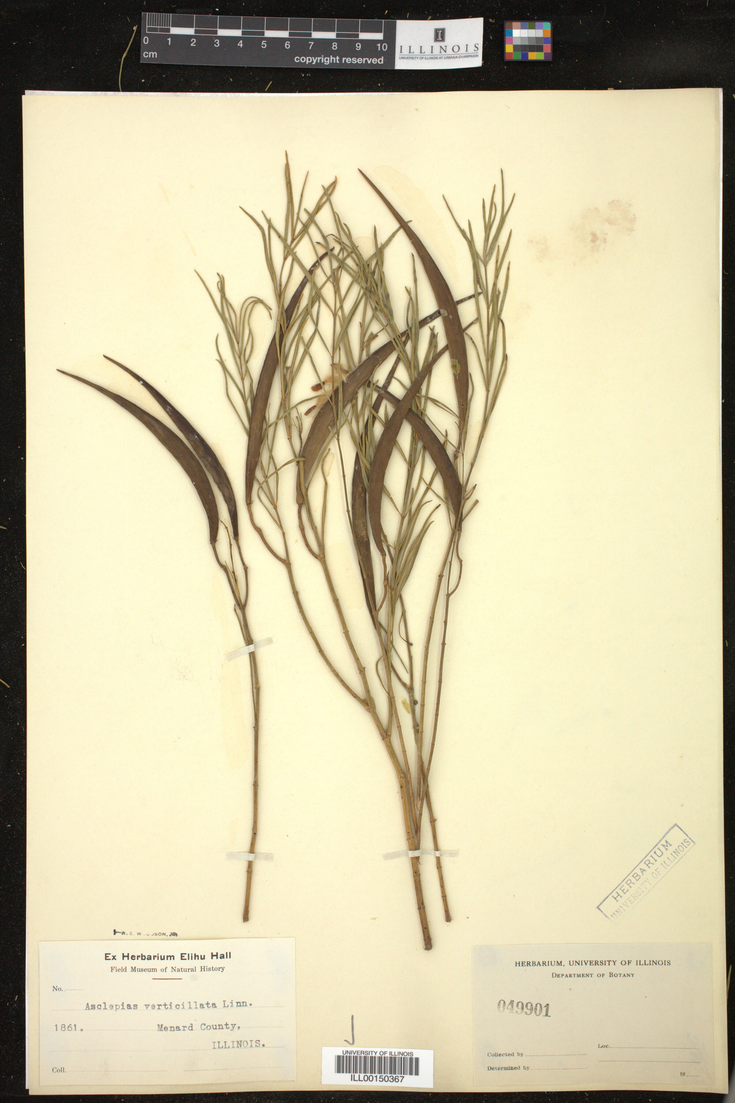 Asclepias verticillata image
