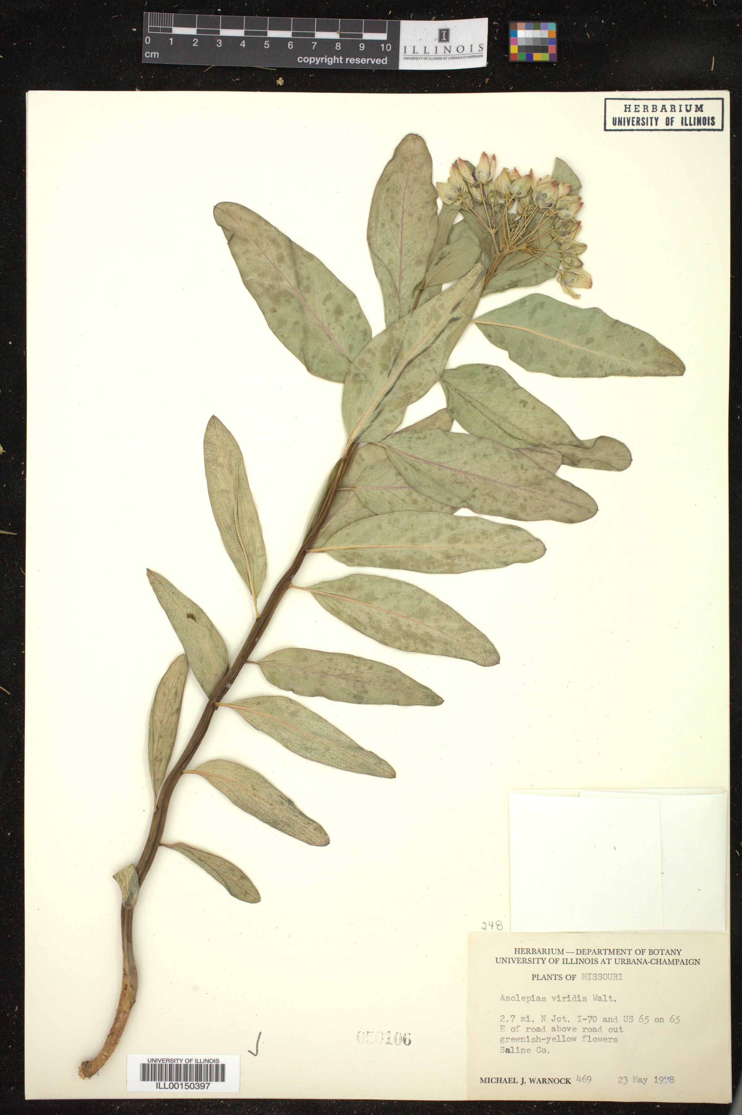 Asclepias viridis image