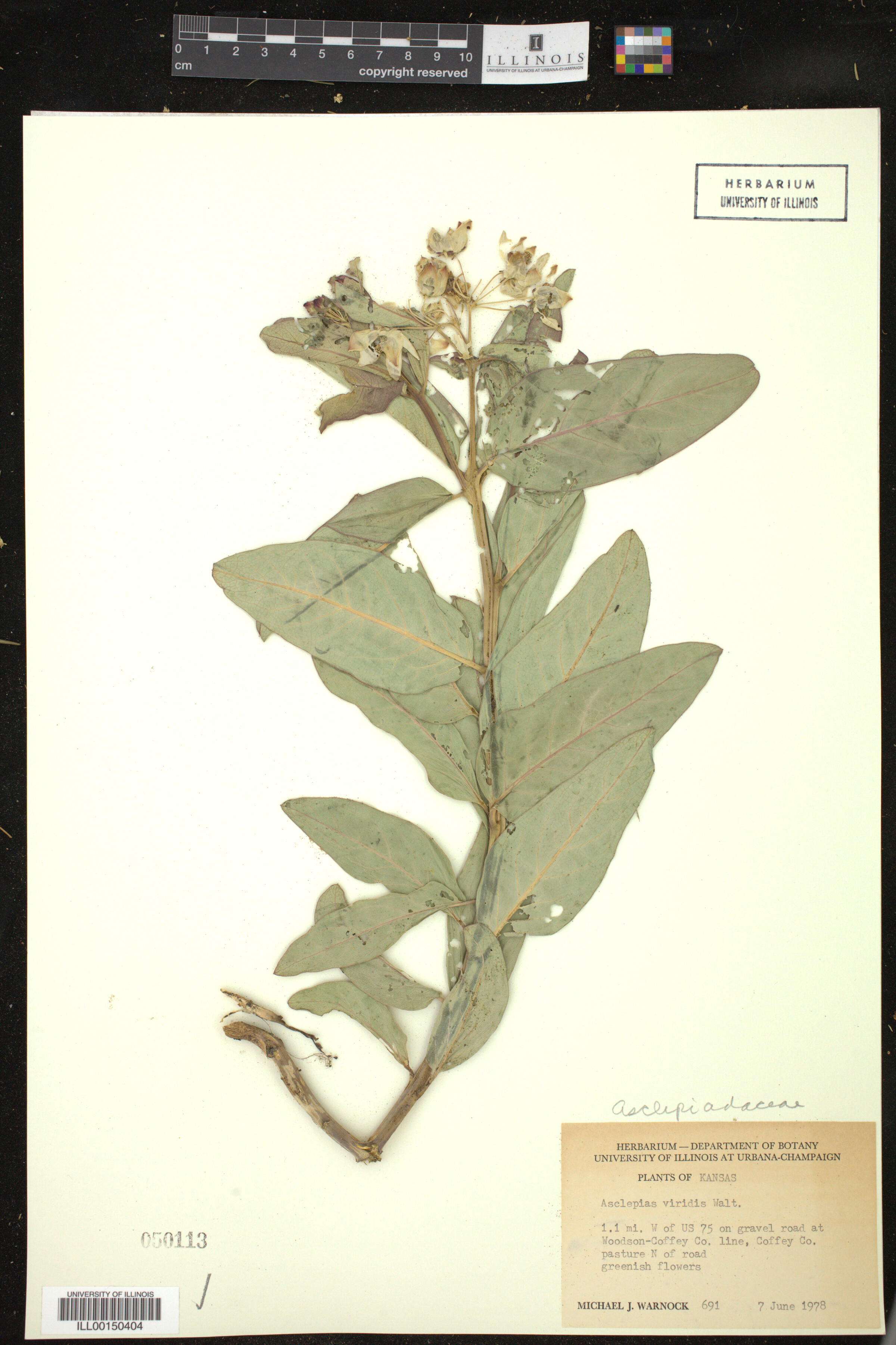 Asclepias viridis image