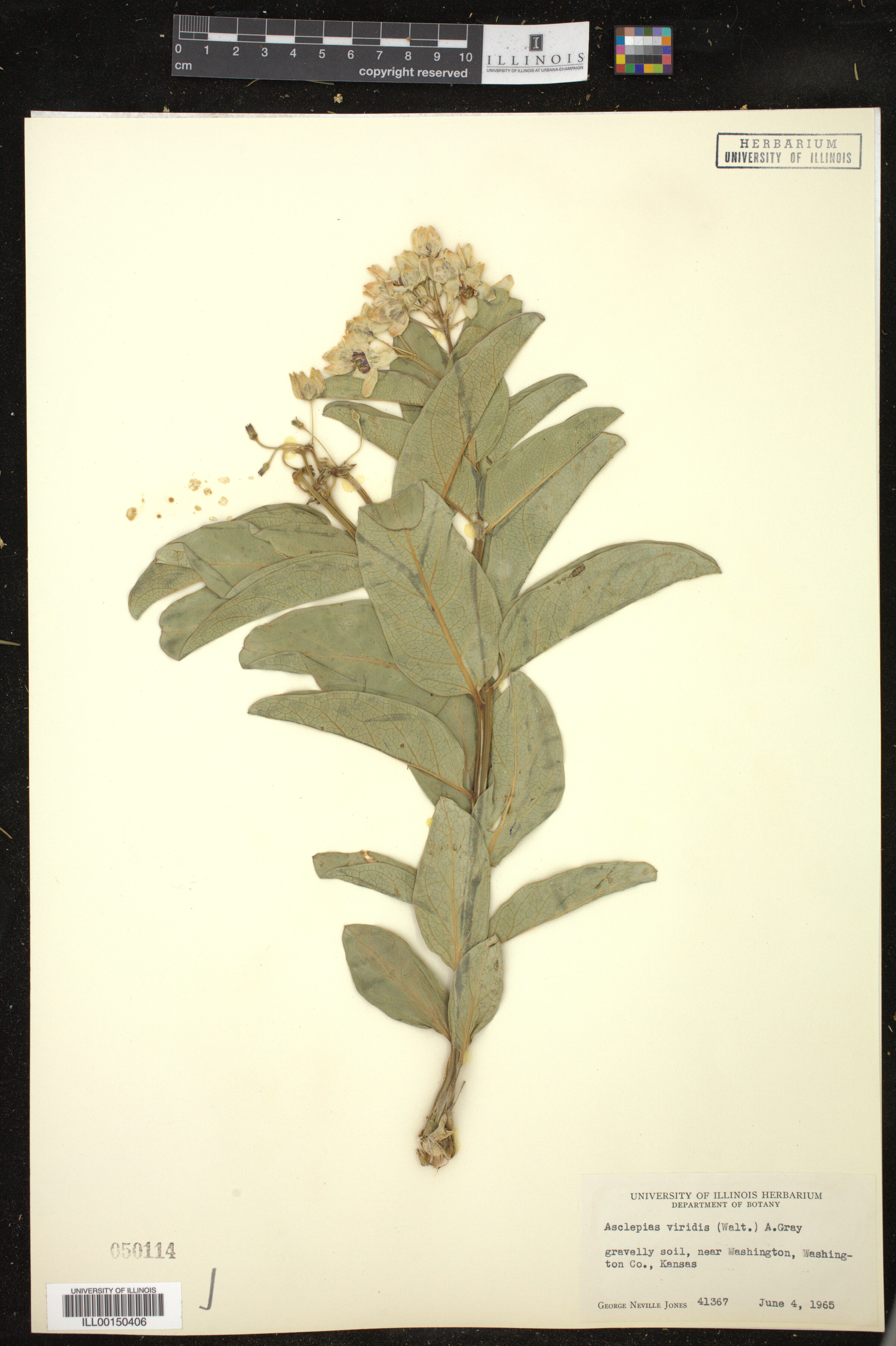 Asclepias viridis image