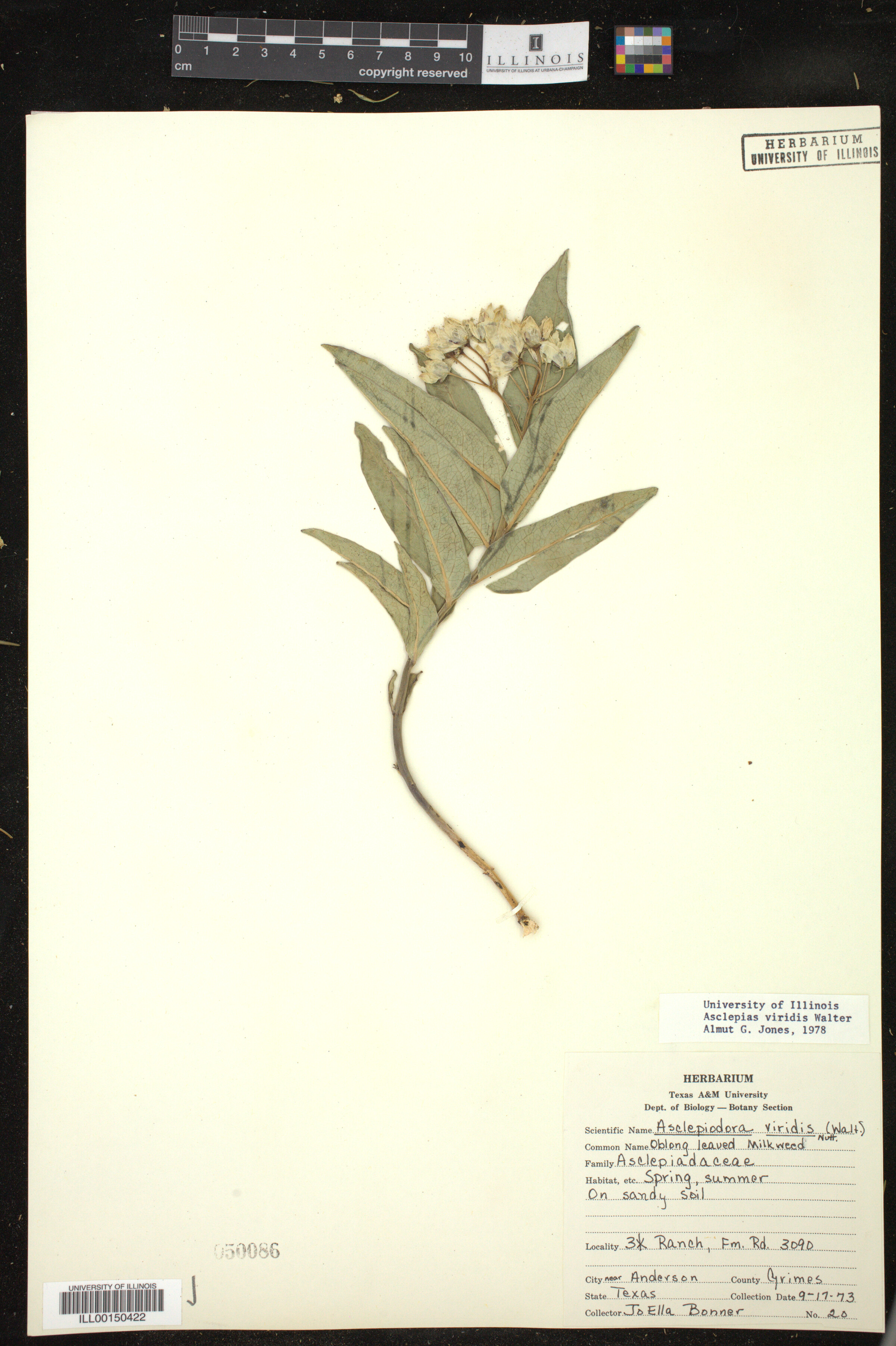 Asclepias viridis image