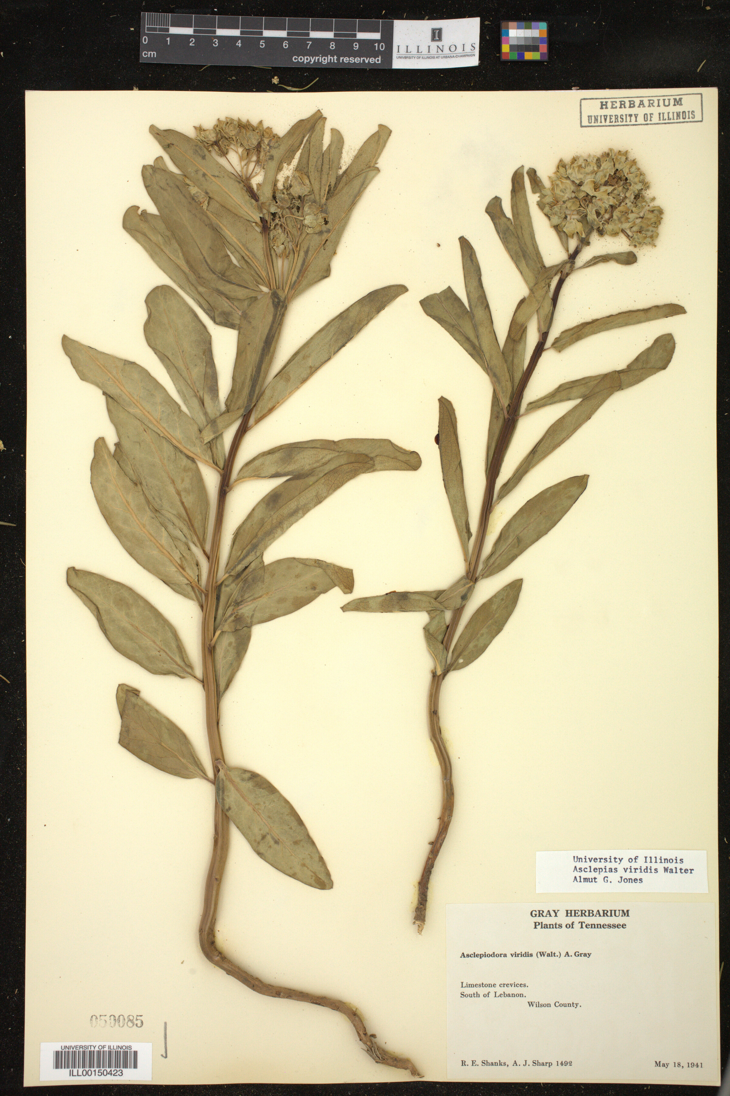 Asclepias viridis image