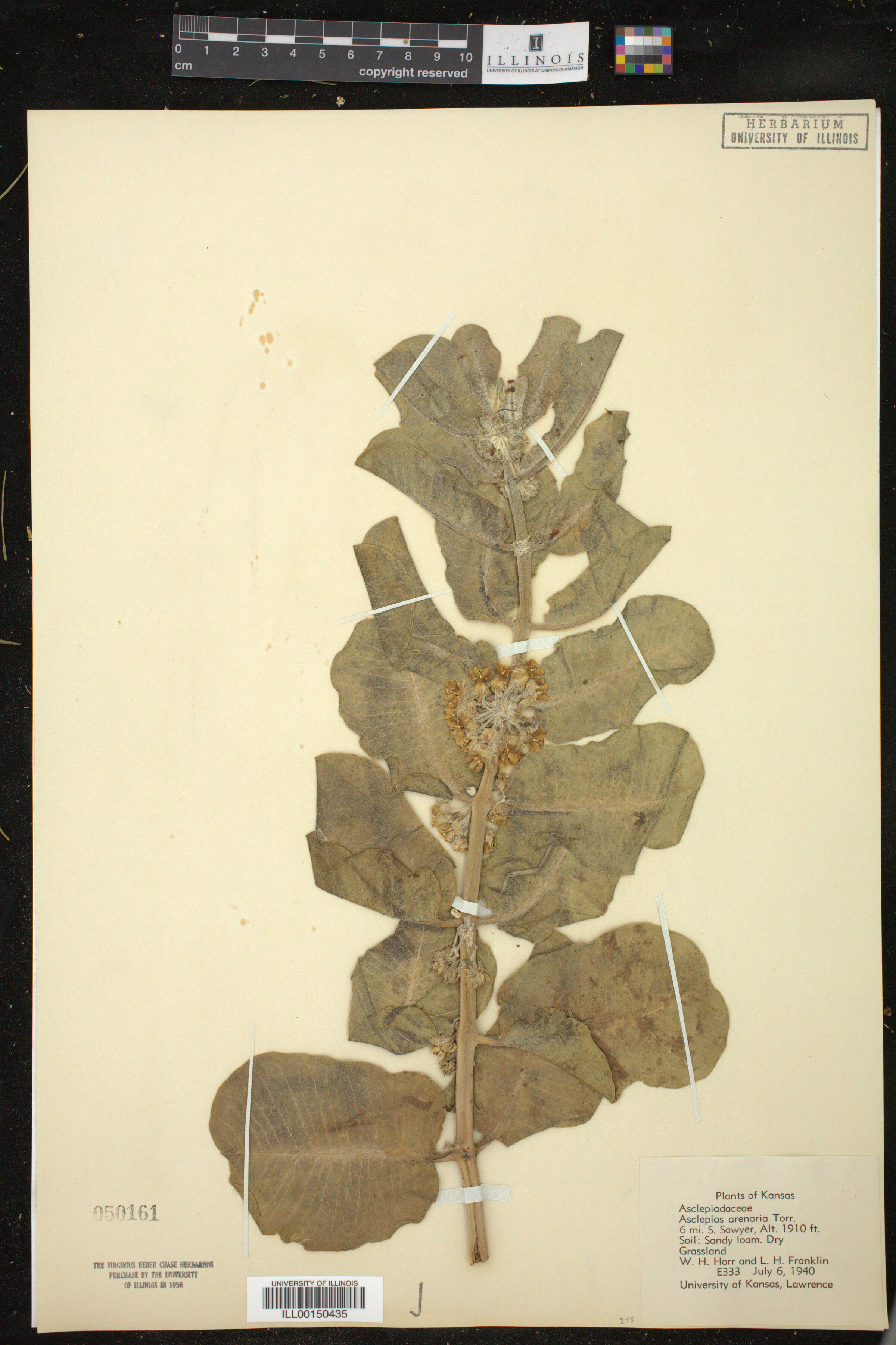 Asclepias arenaria image