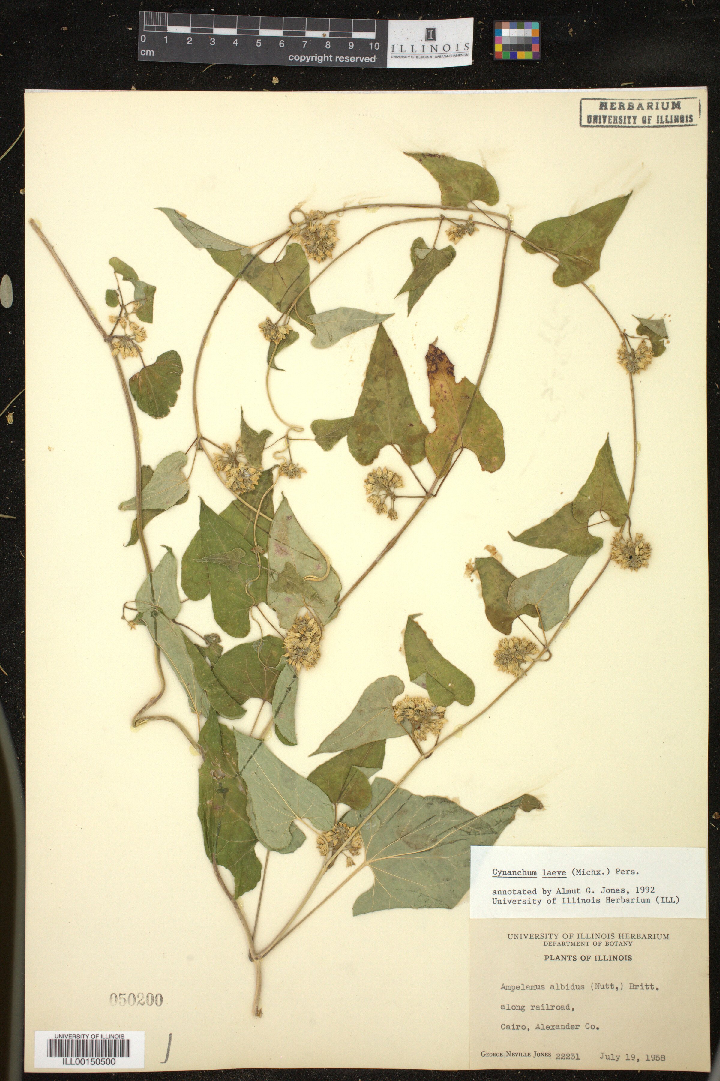 Cynanchum laeve image