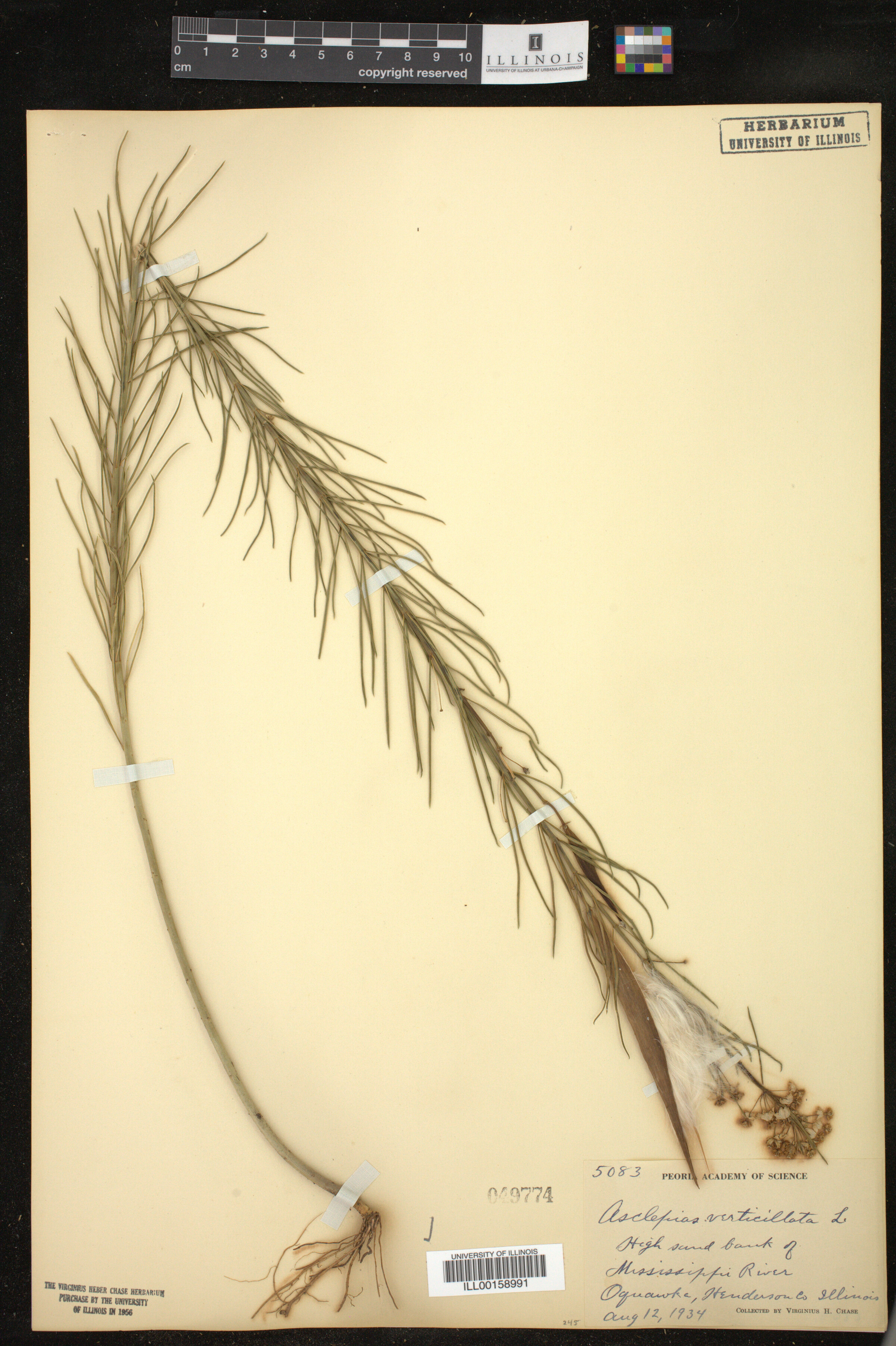 Asclepias verticillata image