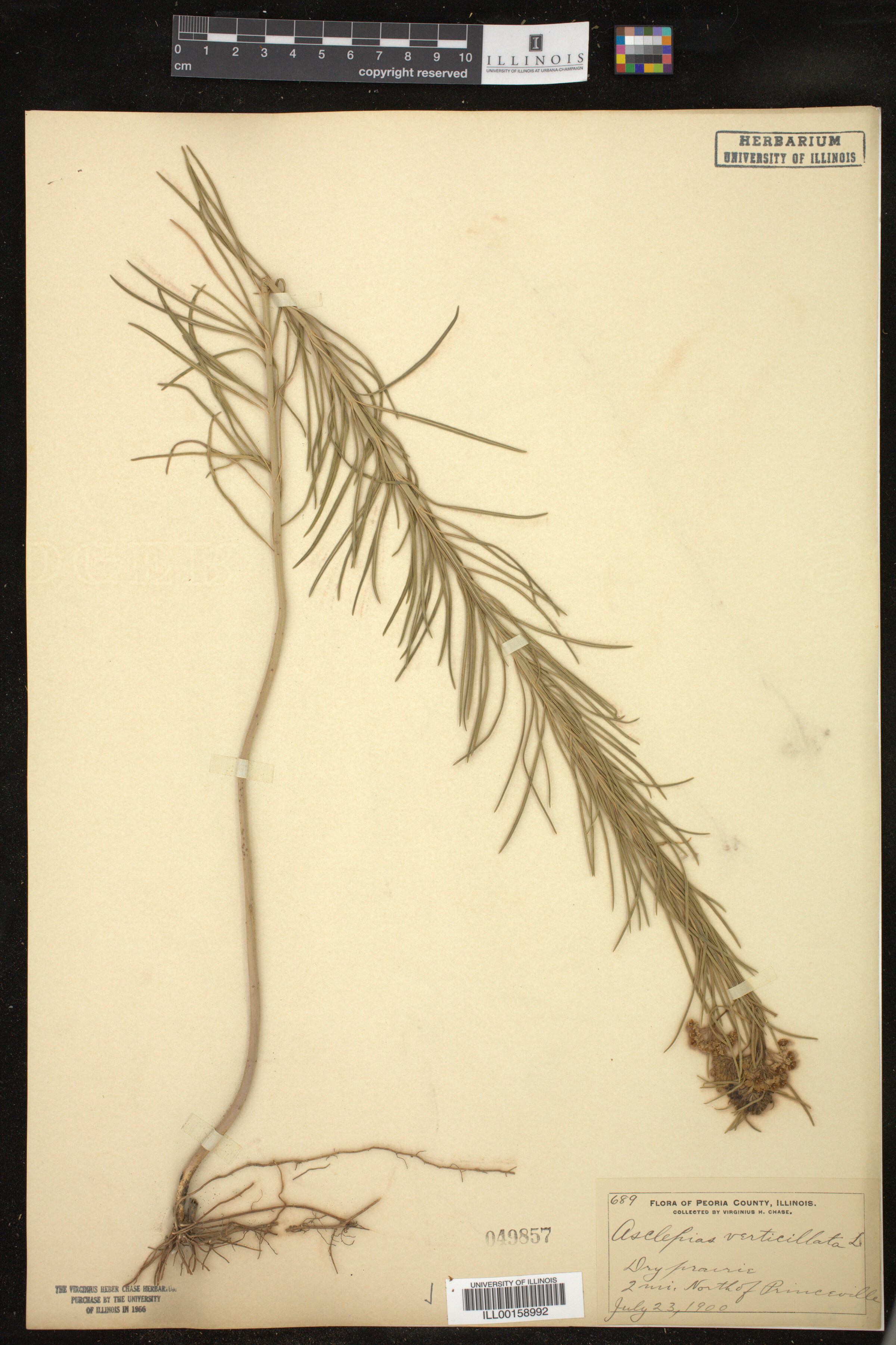 Asclepias verticillata image