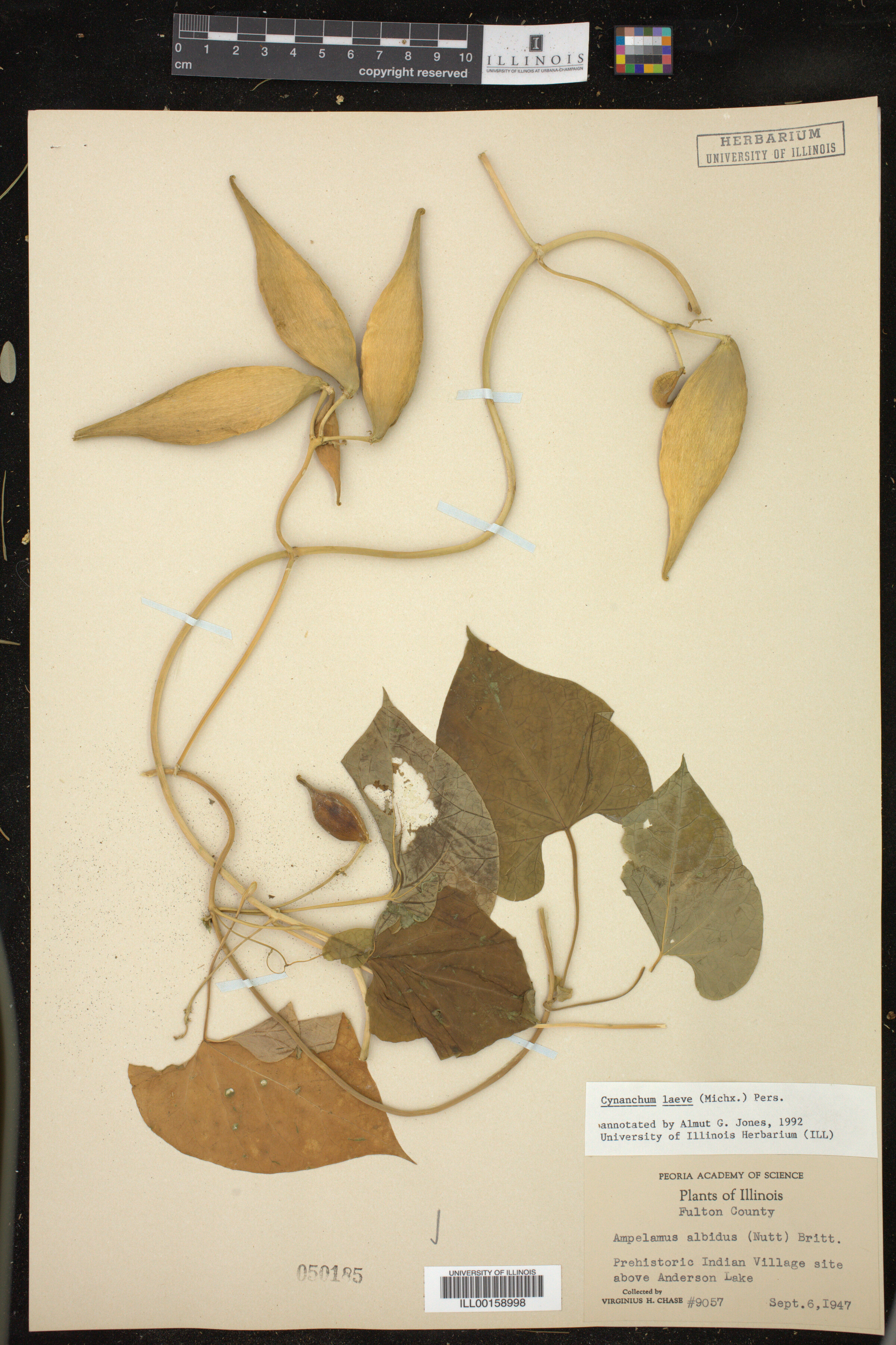 Cynanchum laeve image