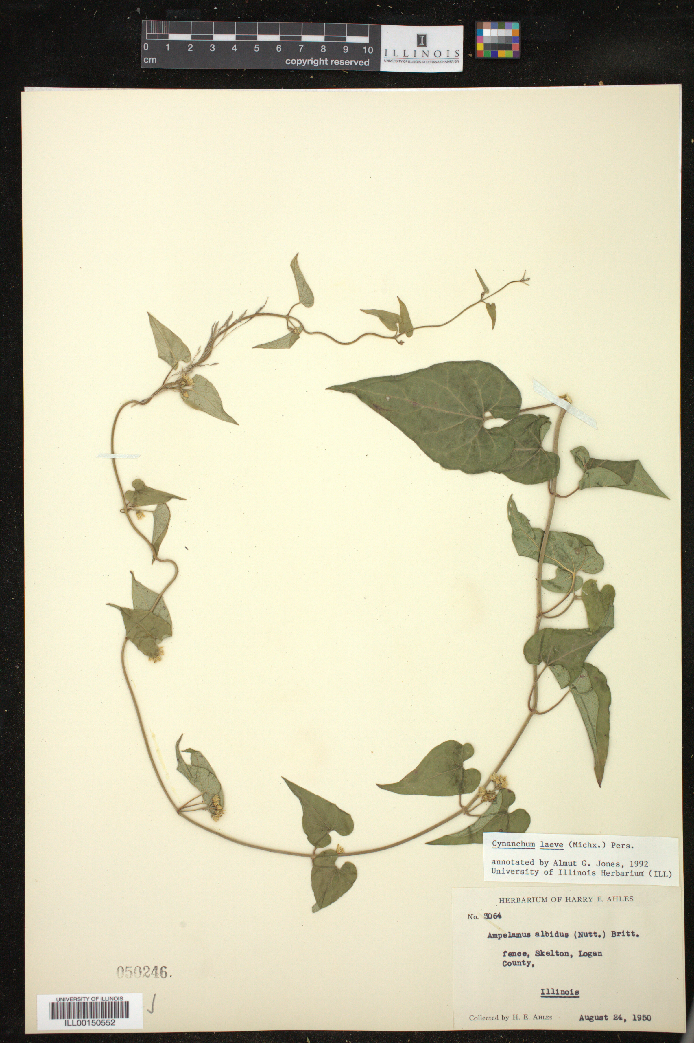 Cynanchum laeve image