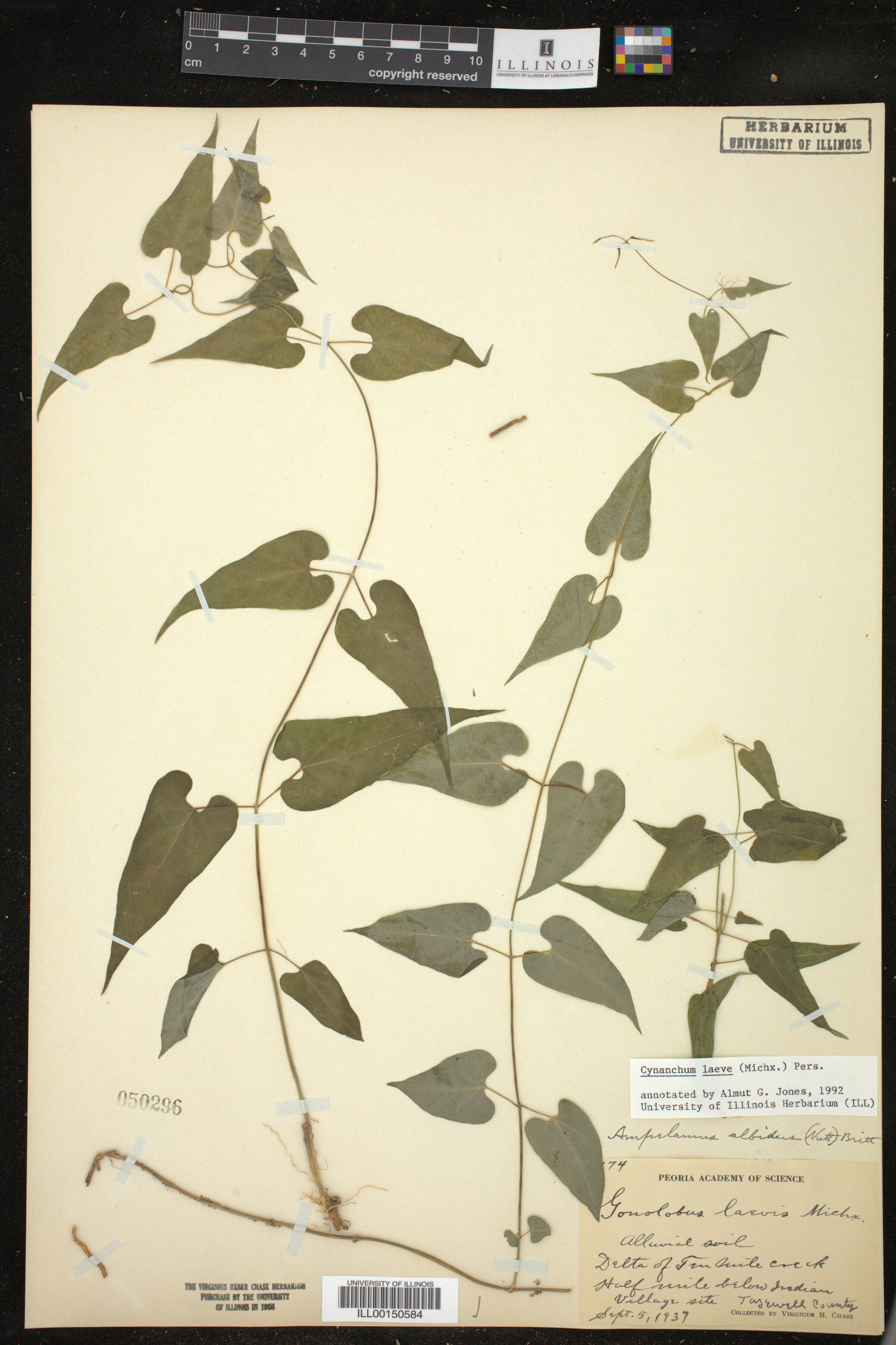Cynanchum laeve image