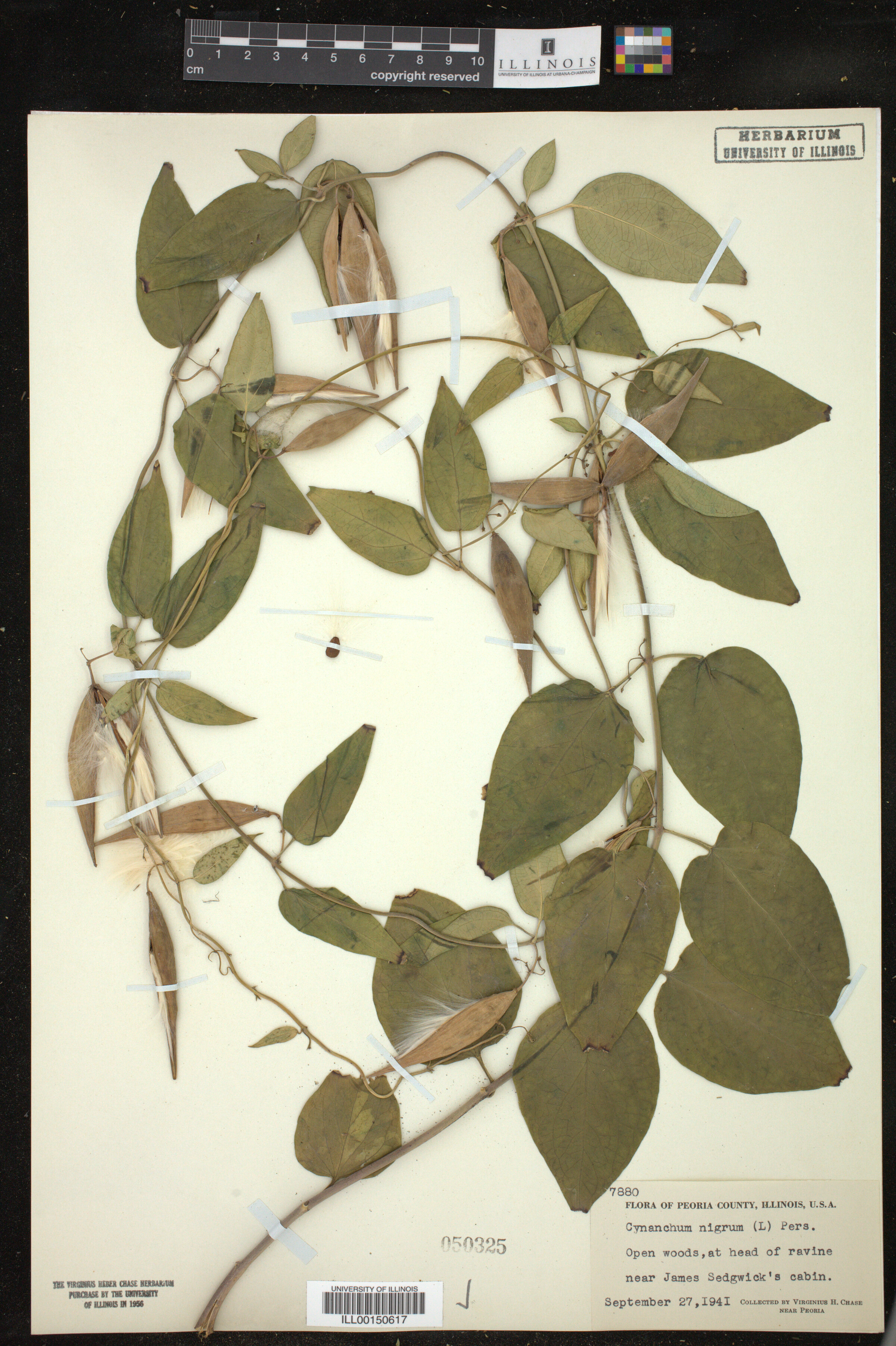 Cynanchum nigrum image