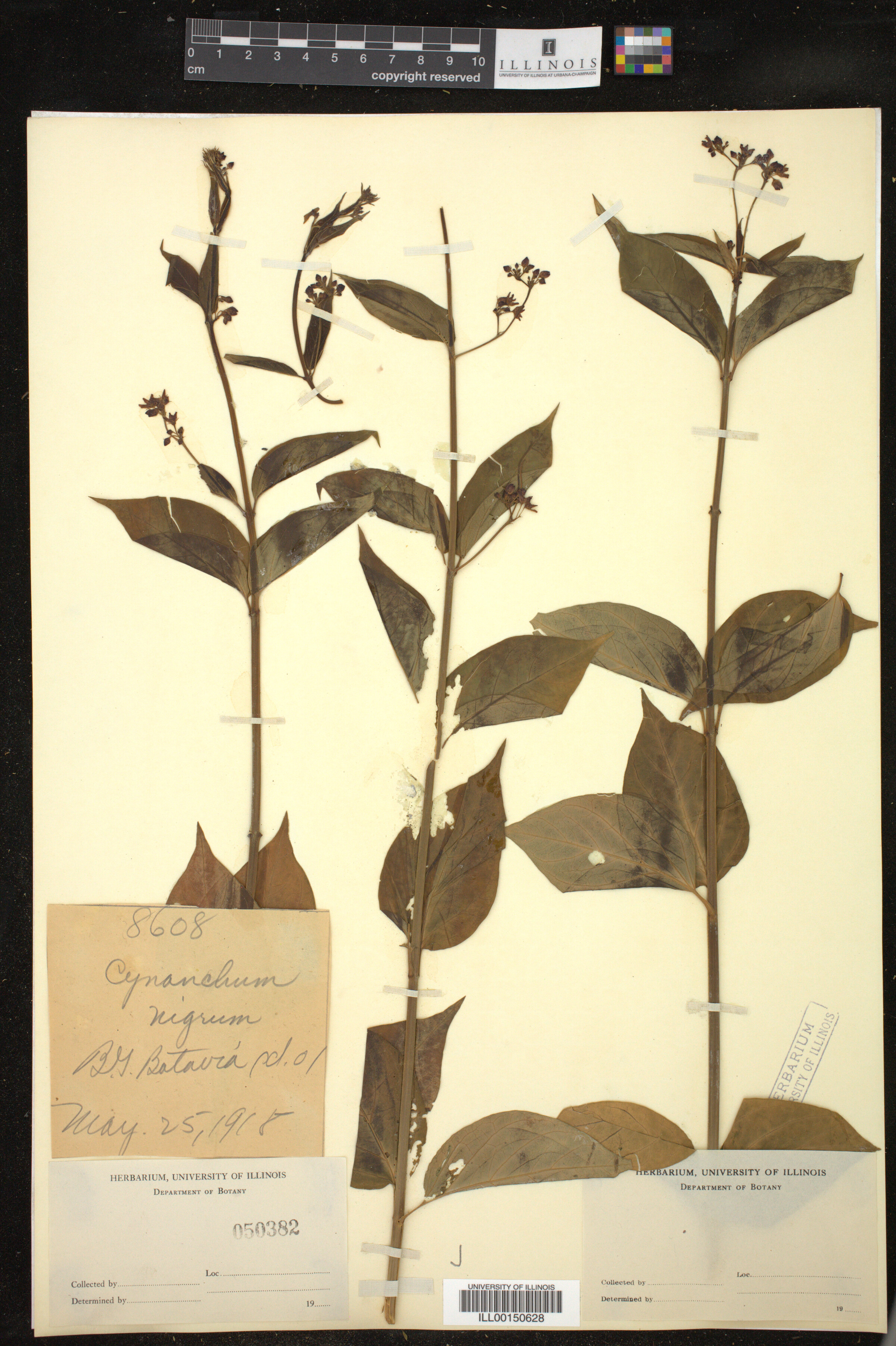 Cynanchum nigrum image