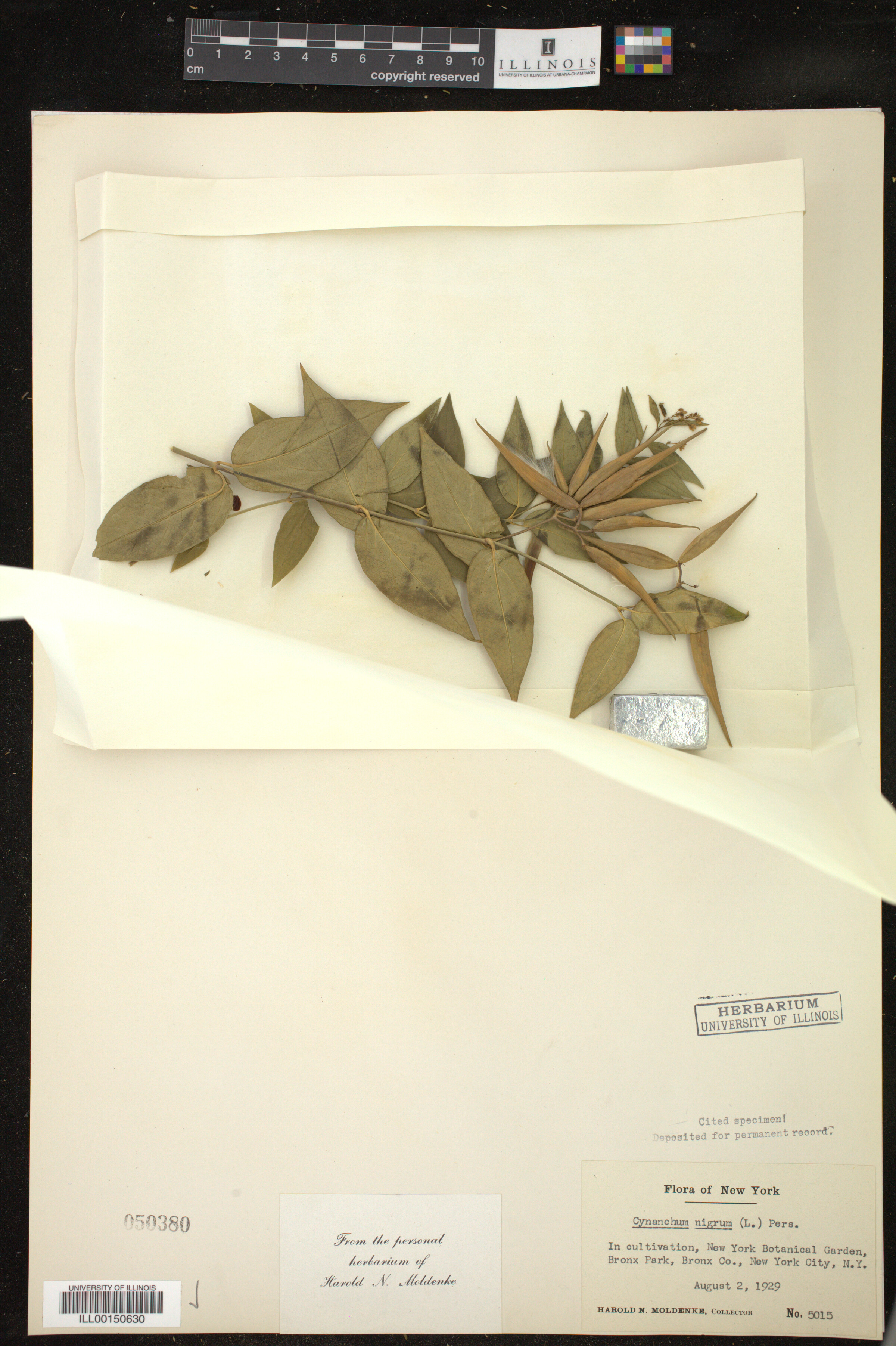 Cynanchum nigrum image