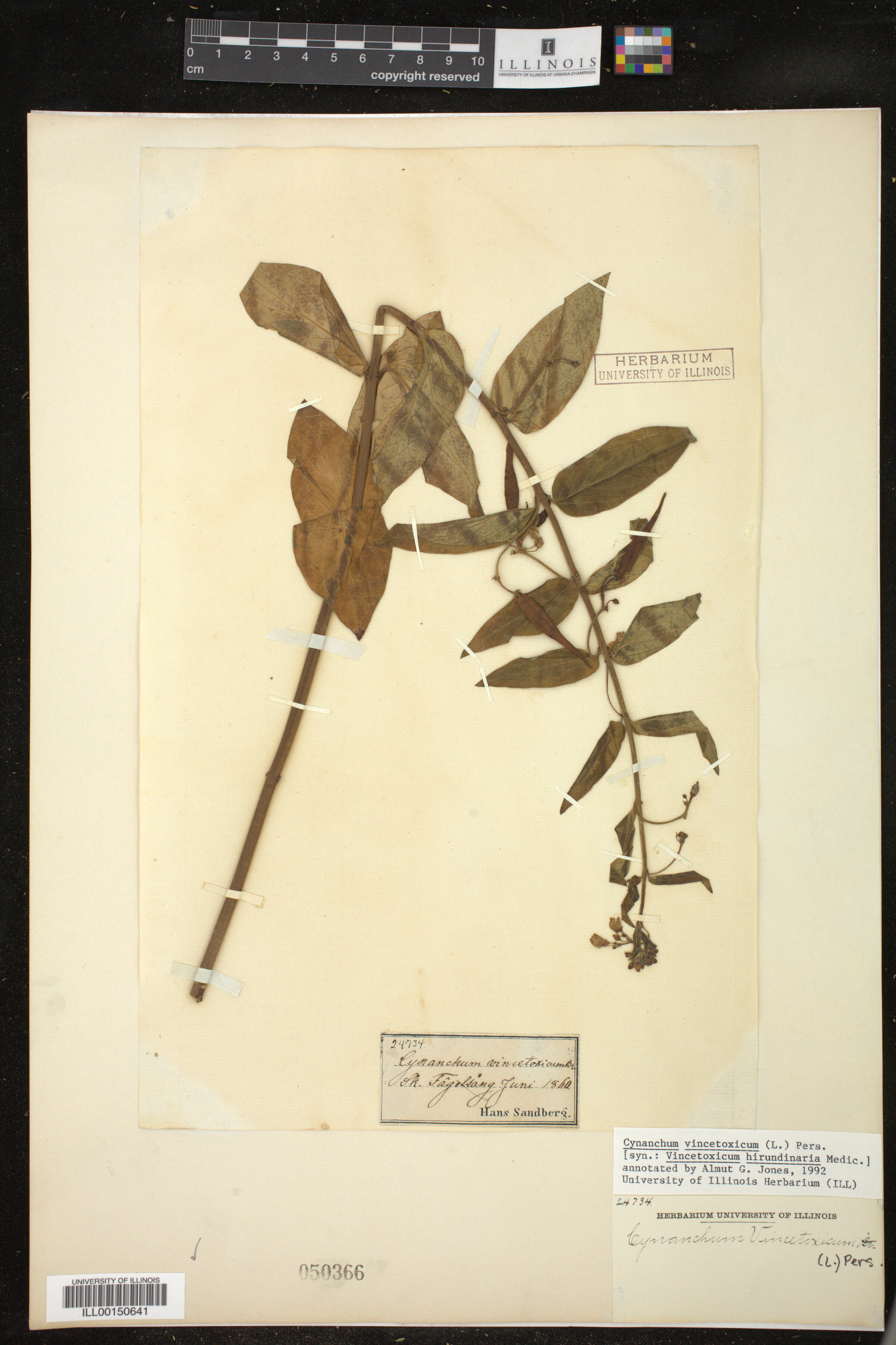 Vincetoxicum hirundinaria image