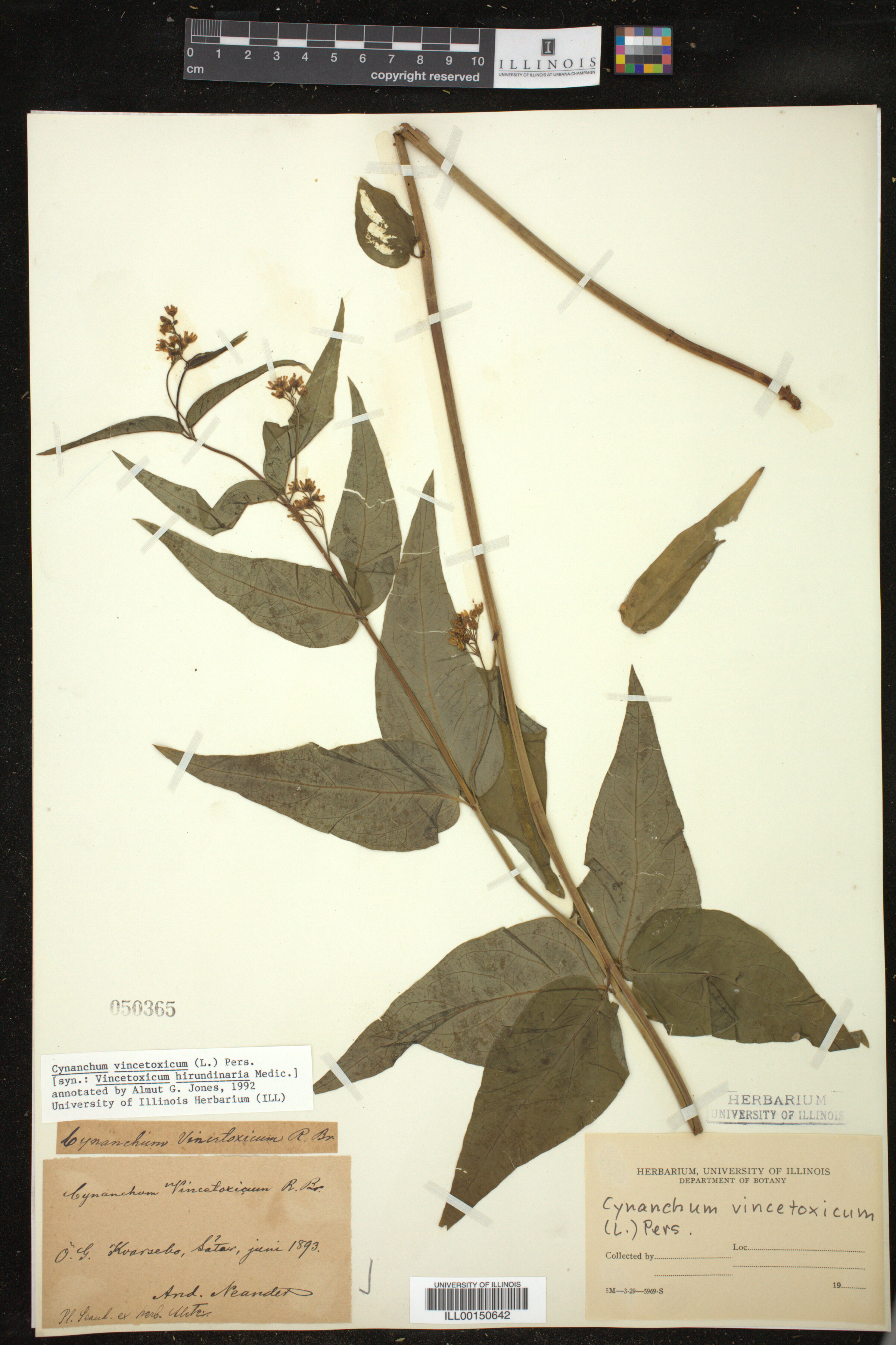Vincetoxicum hirundinaria image