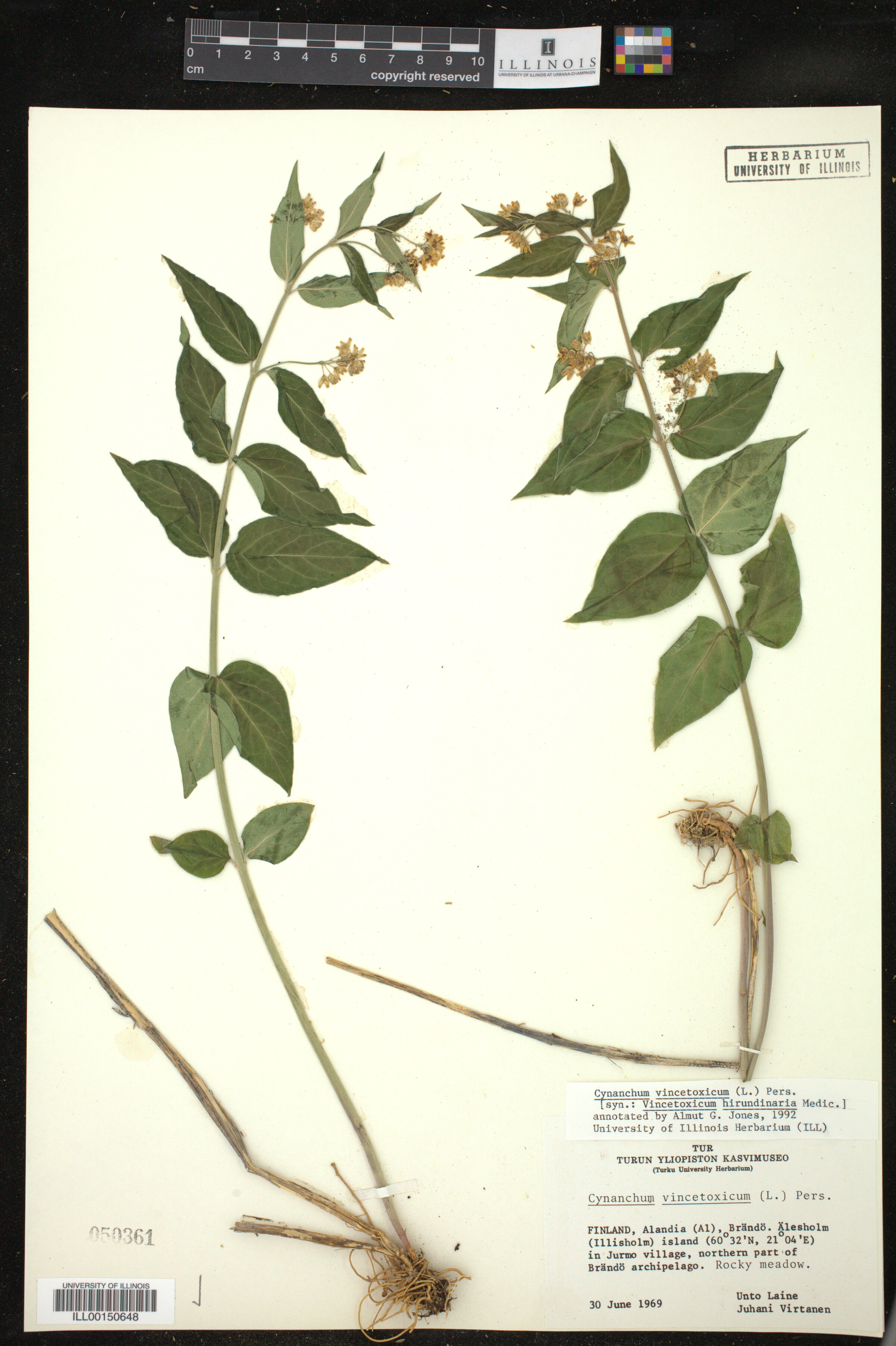 Vincetoxicum hirundinaria image