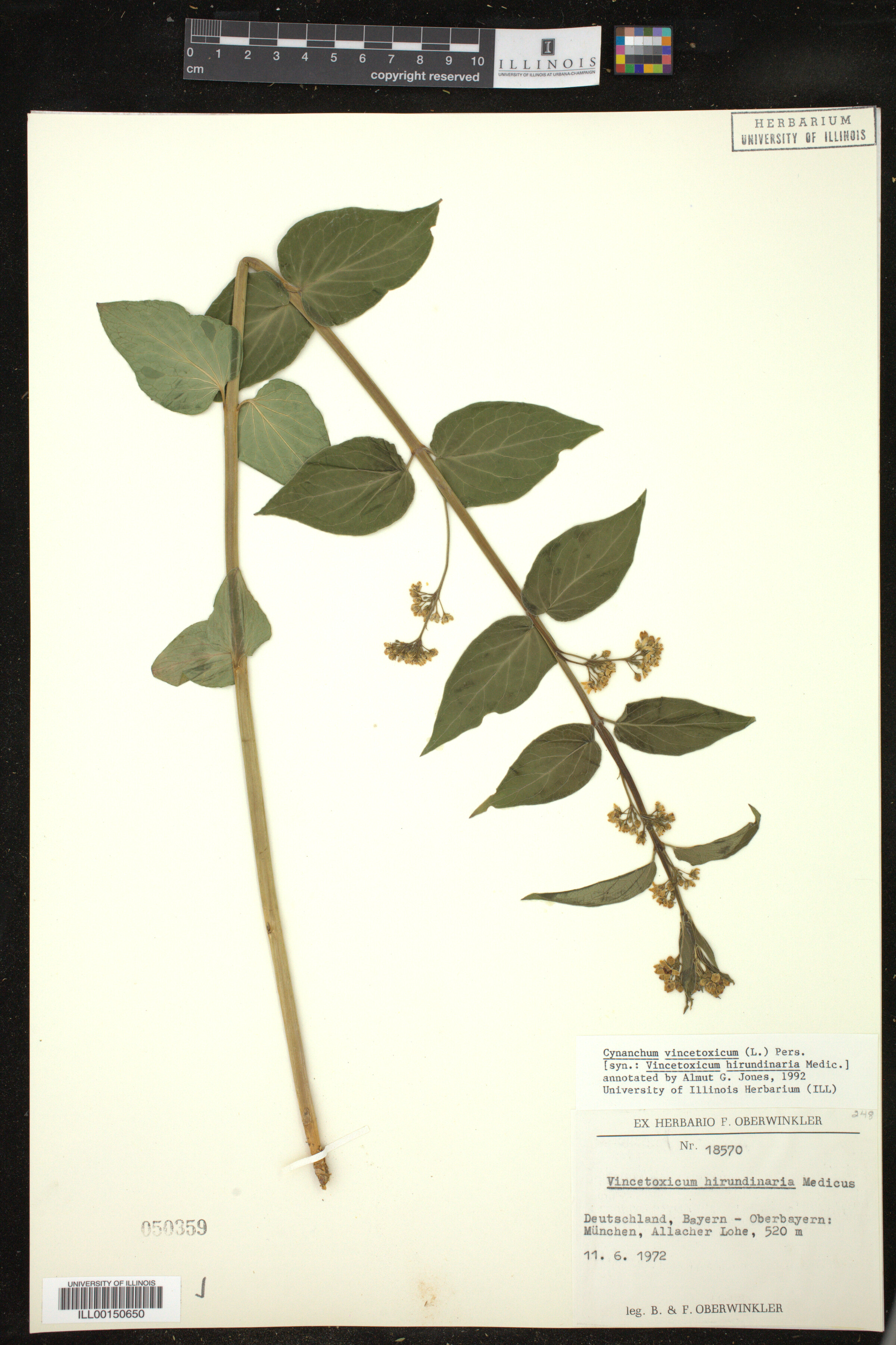 Vincetoxicum hirundinaria image