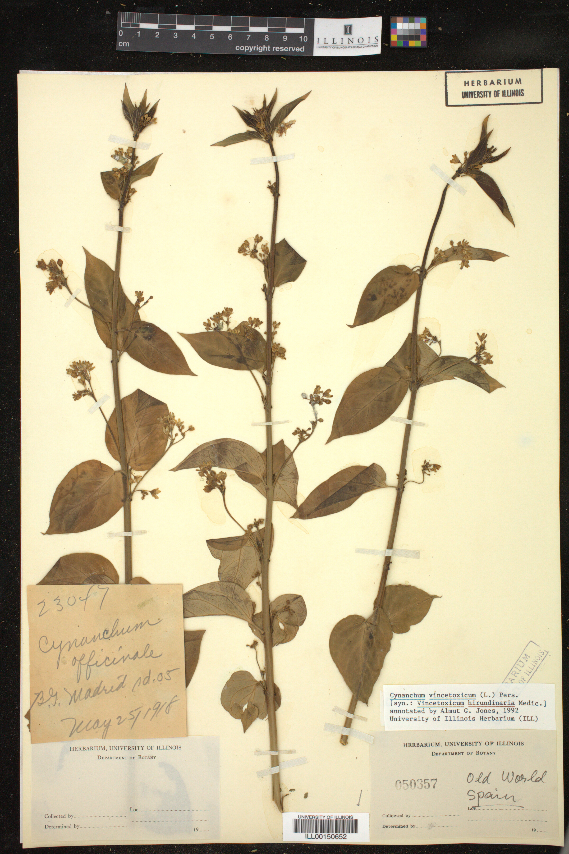 Vincetoxicum hirundinaria image