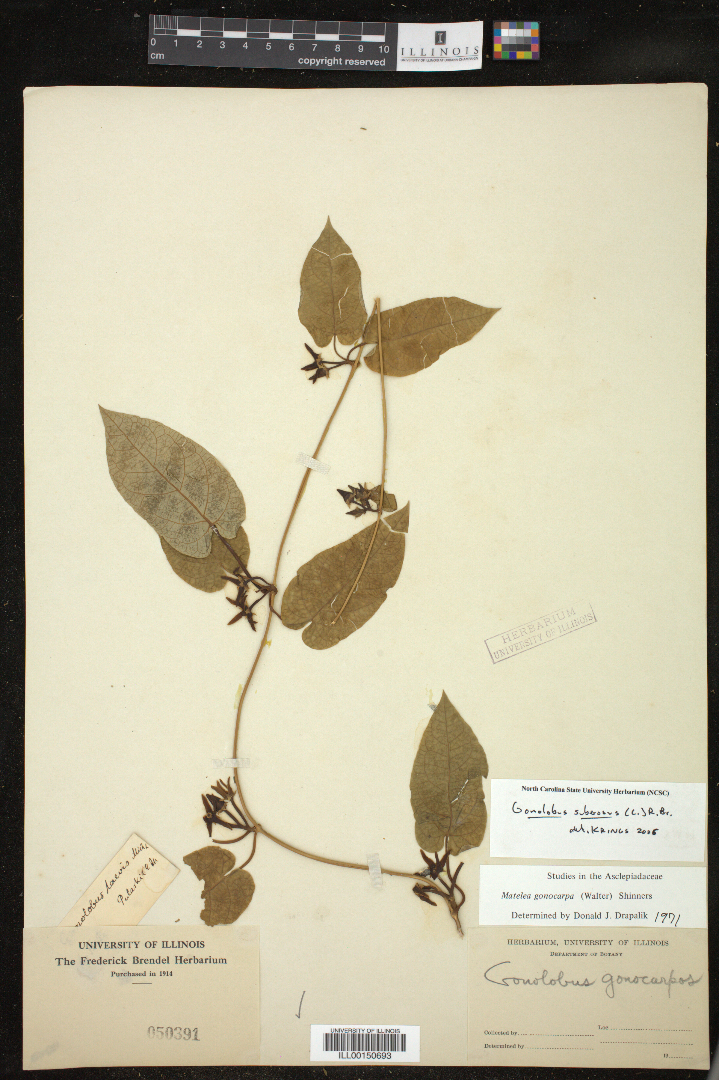 Gonolobus suberosus image