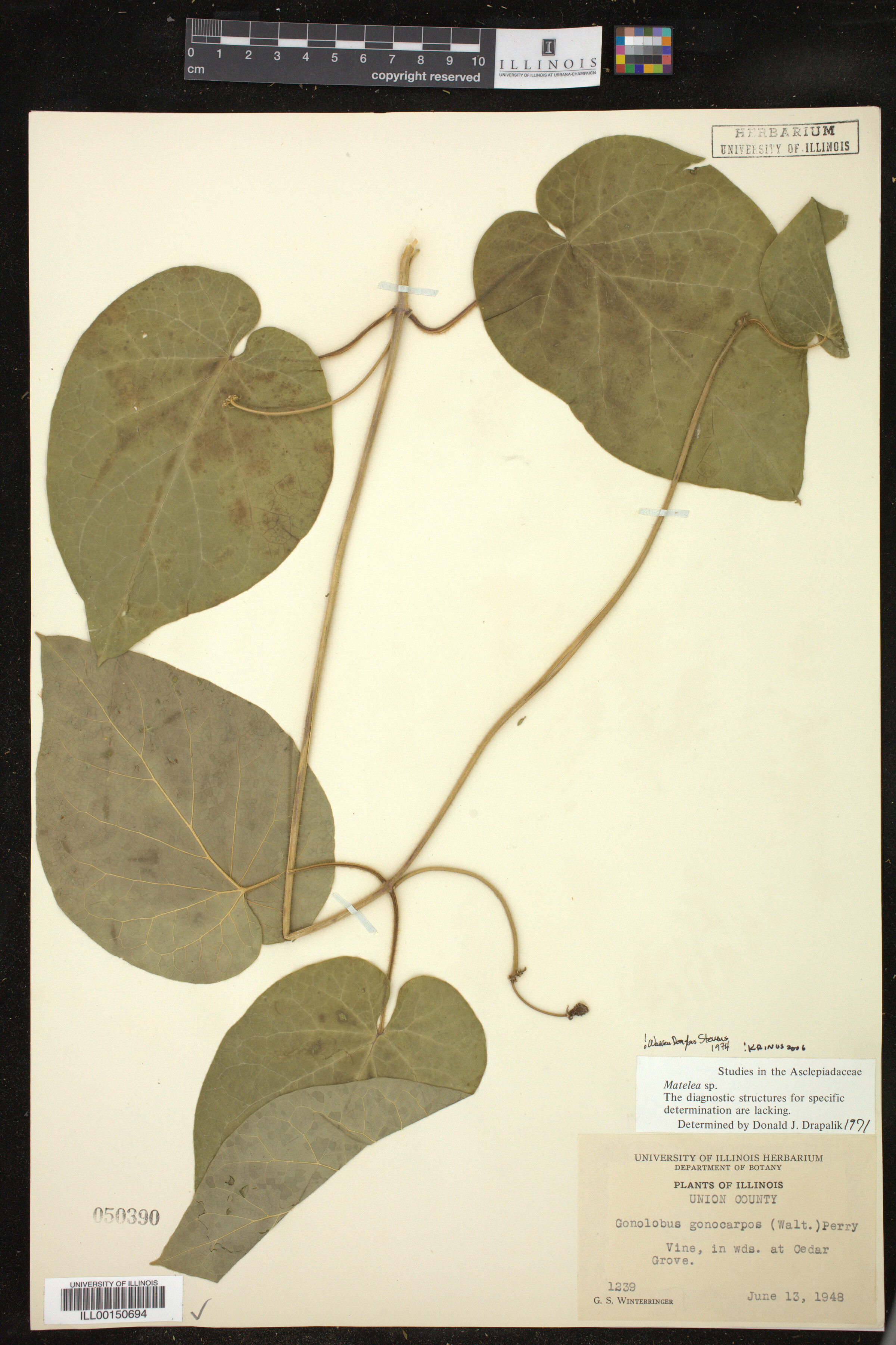 Matelea image