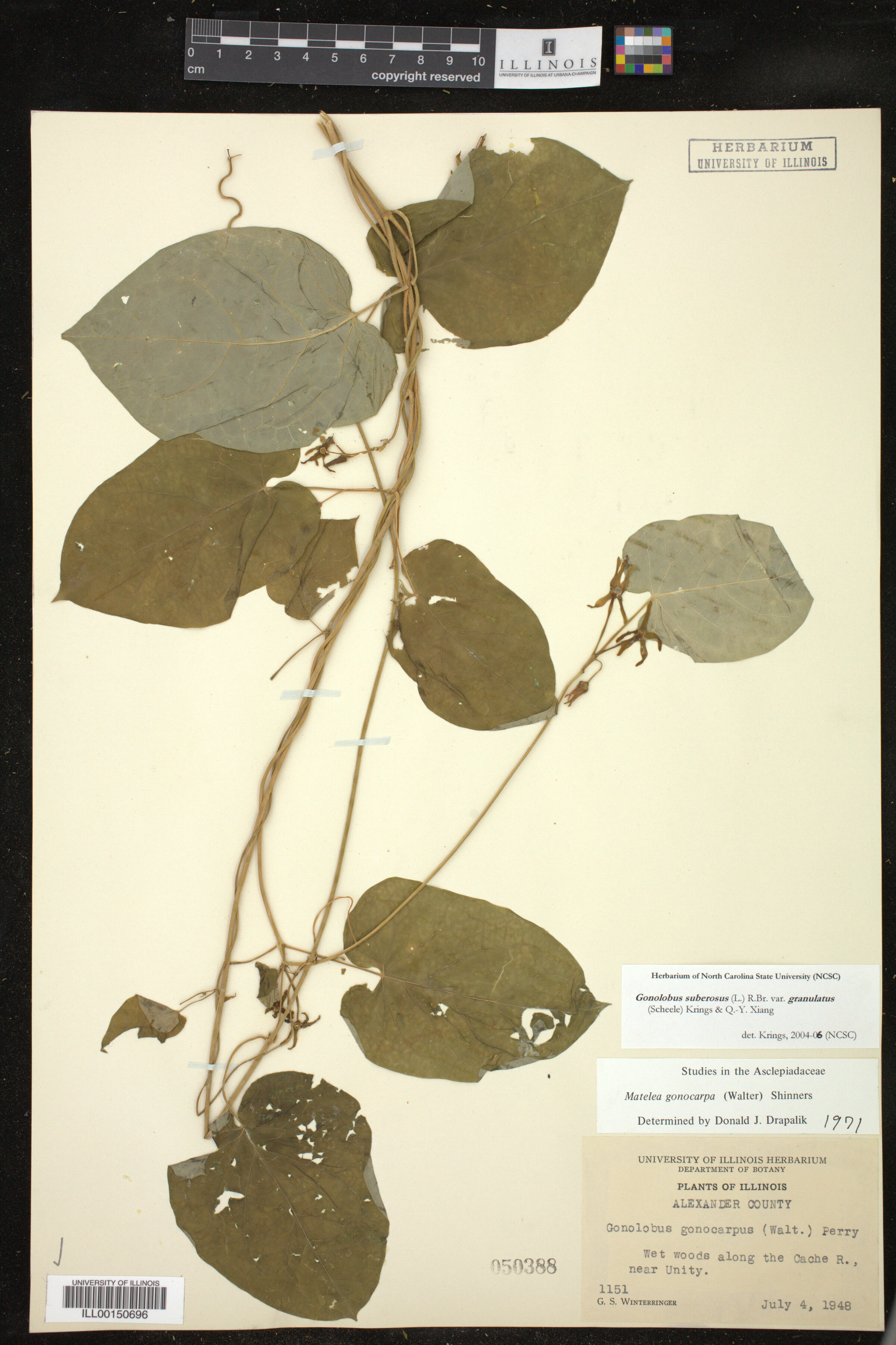 Gonolobus suberosus var. granulatus image