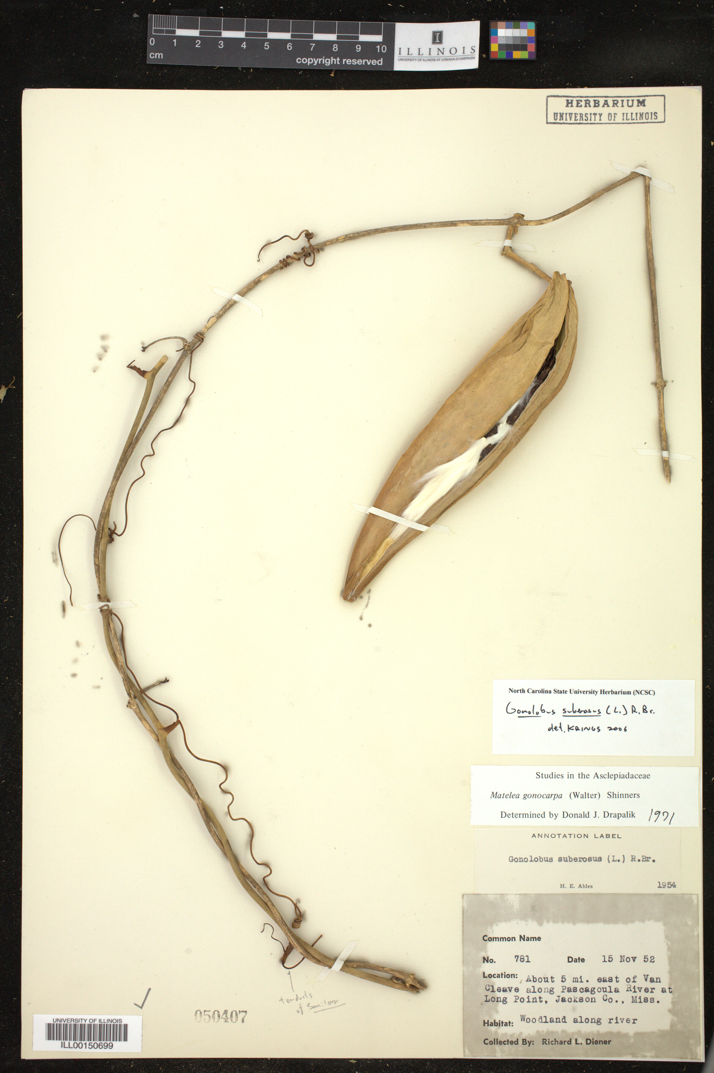 Gonolobus suberosus image