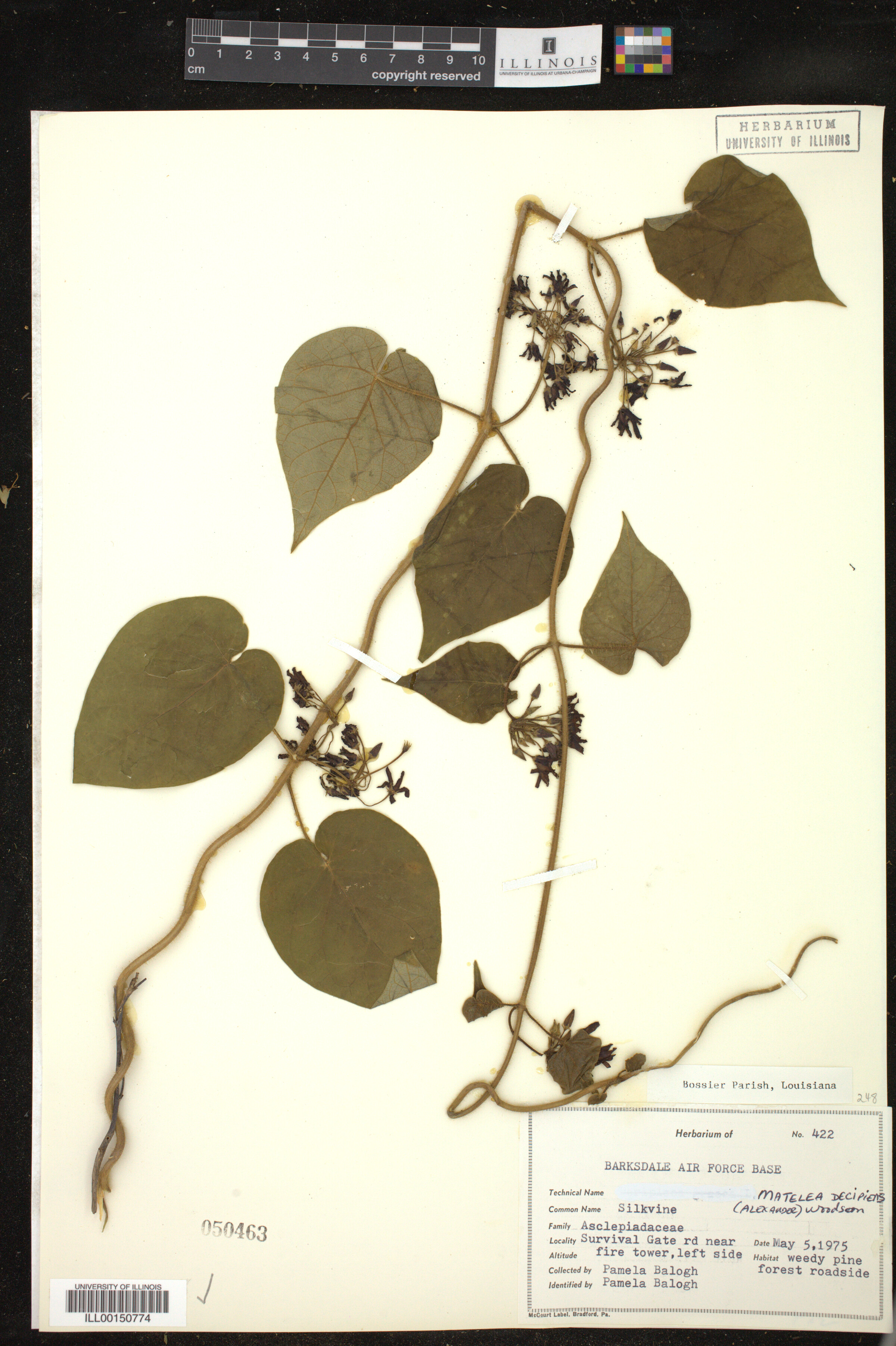 Matelea decipiens image