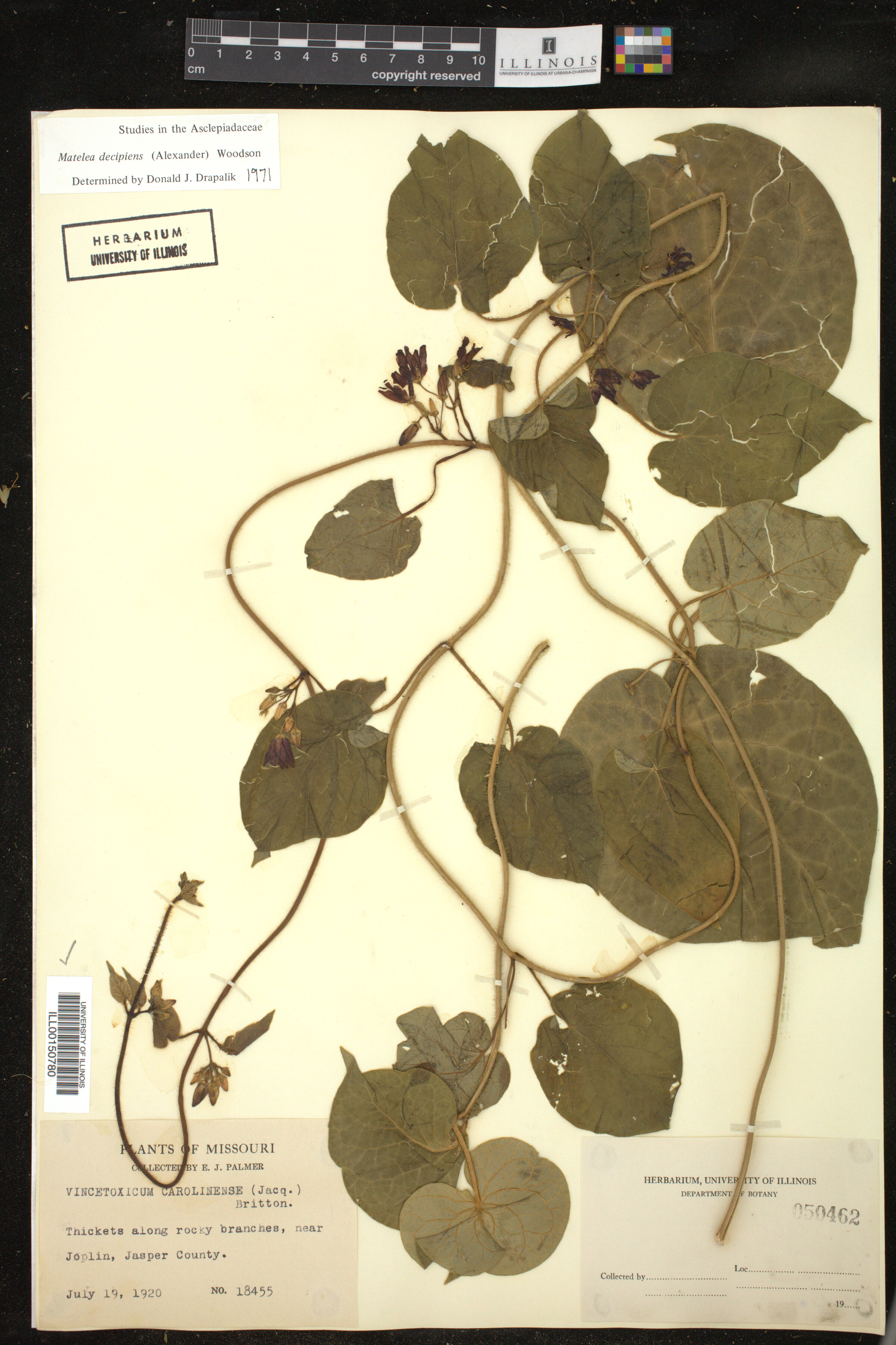 Matelea image