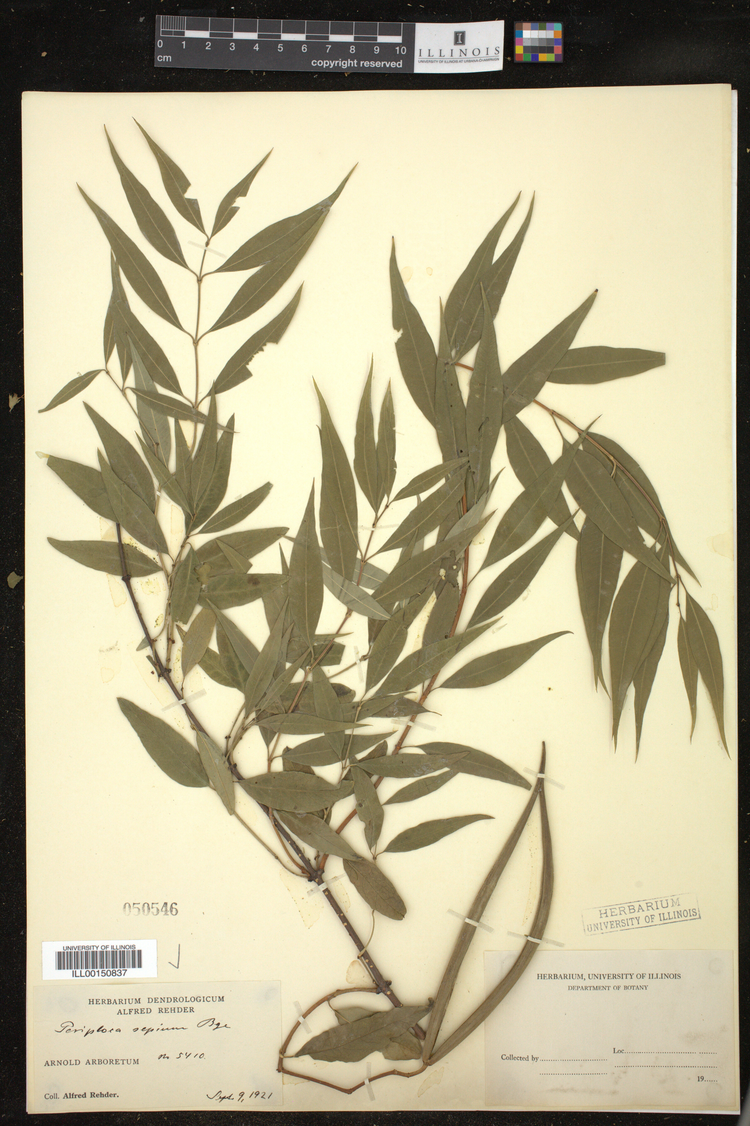Periploca sepium image