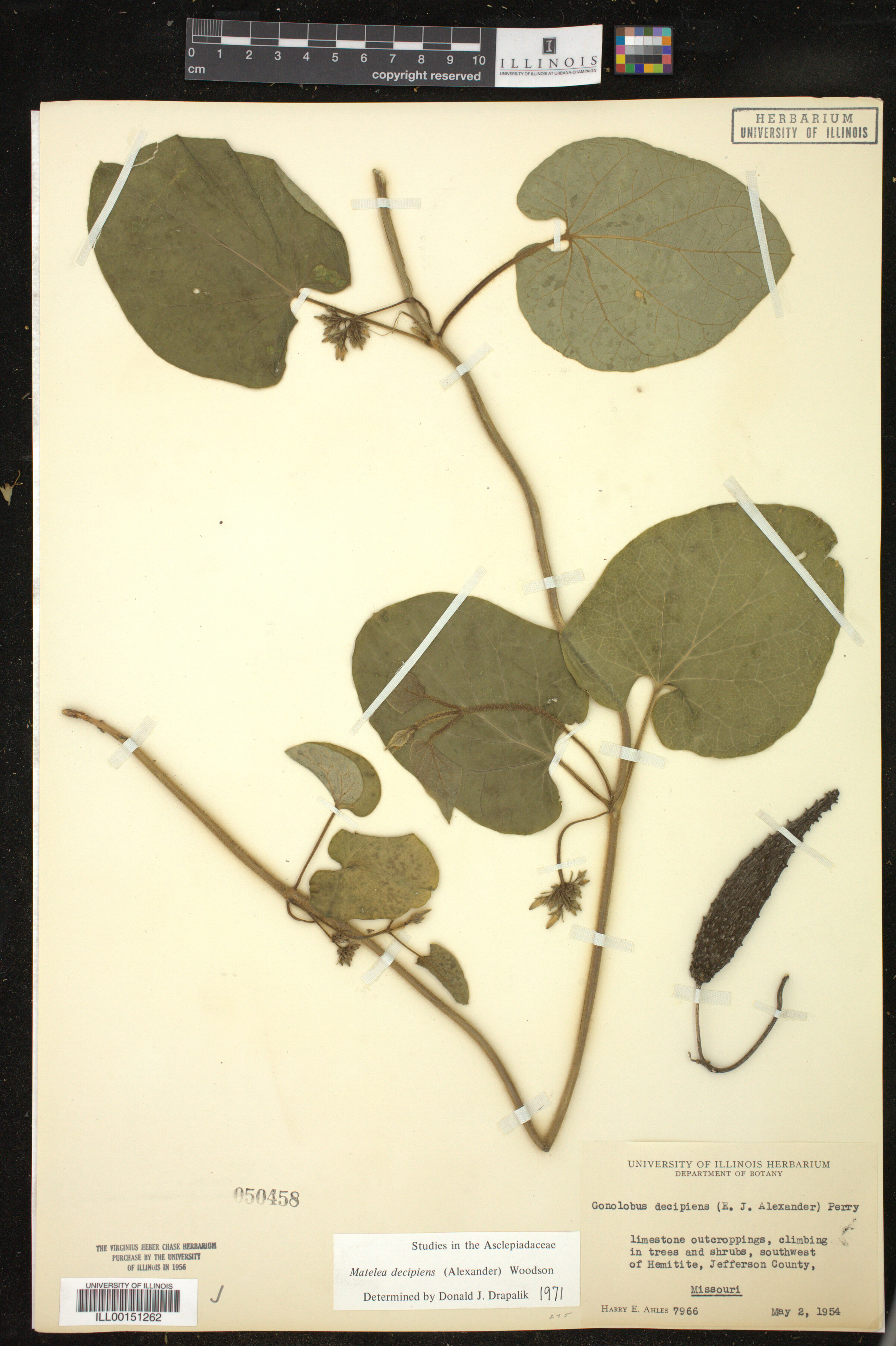 Matelea image
