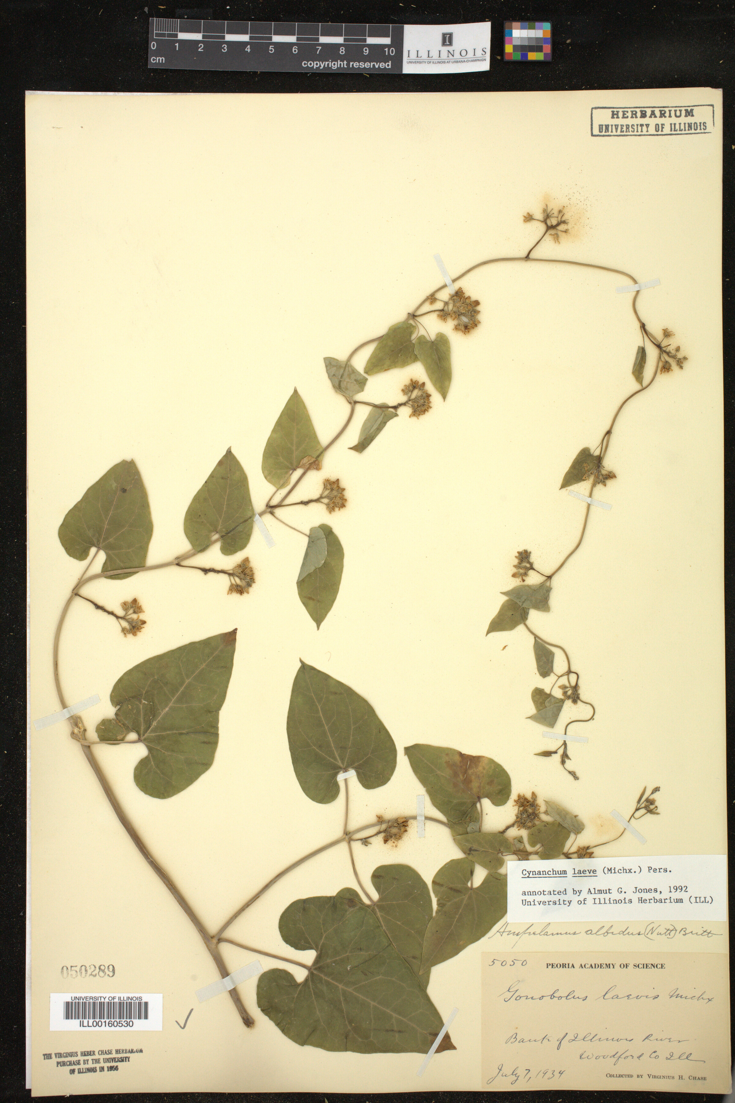 Cynanchum laeve image