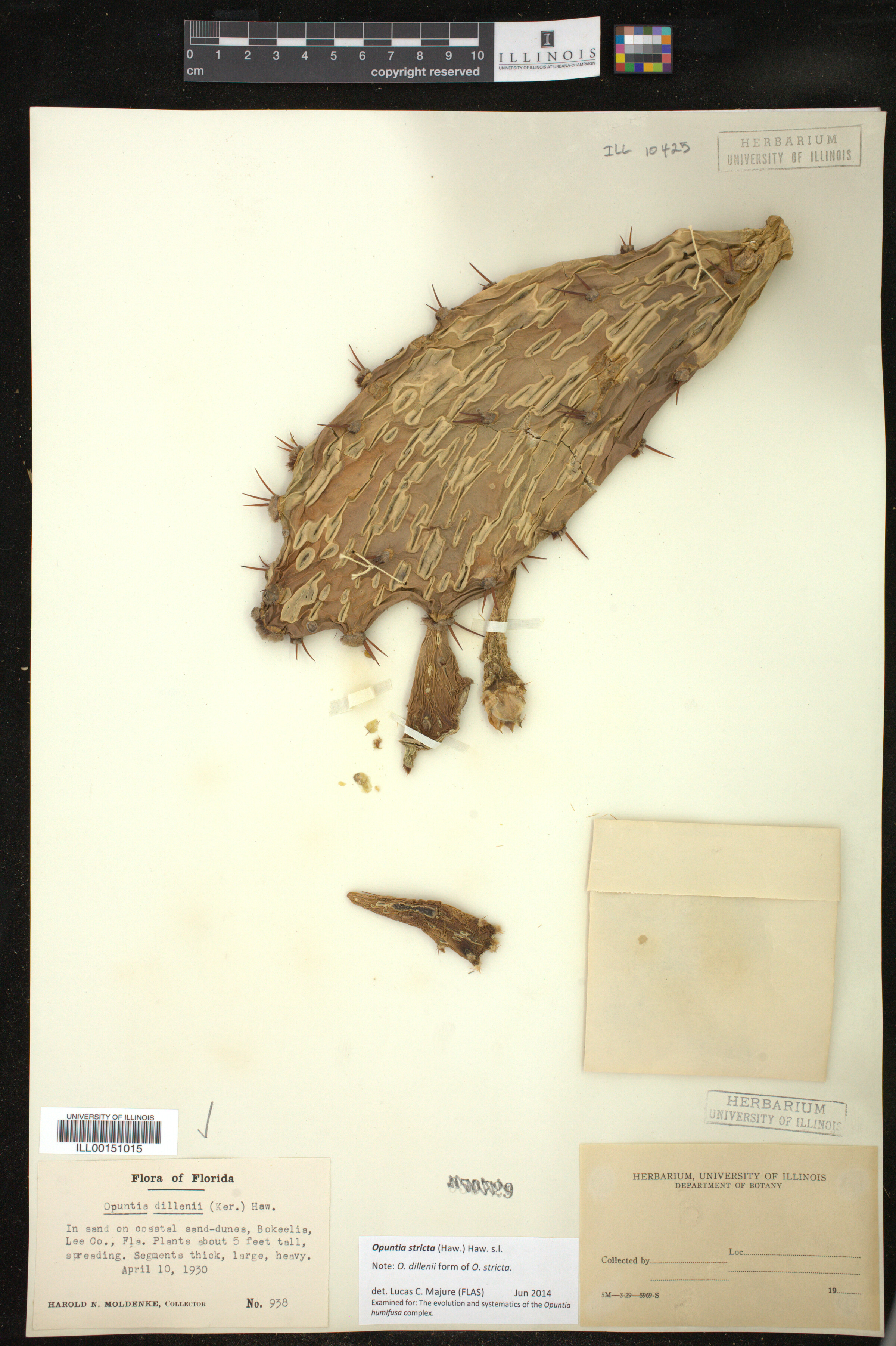 Opuntia stricta image