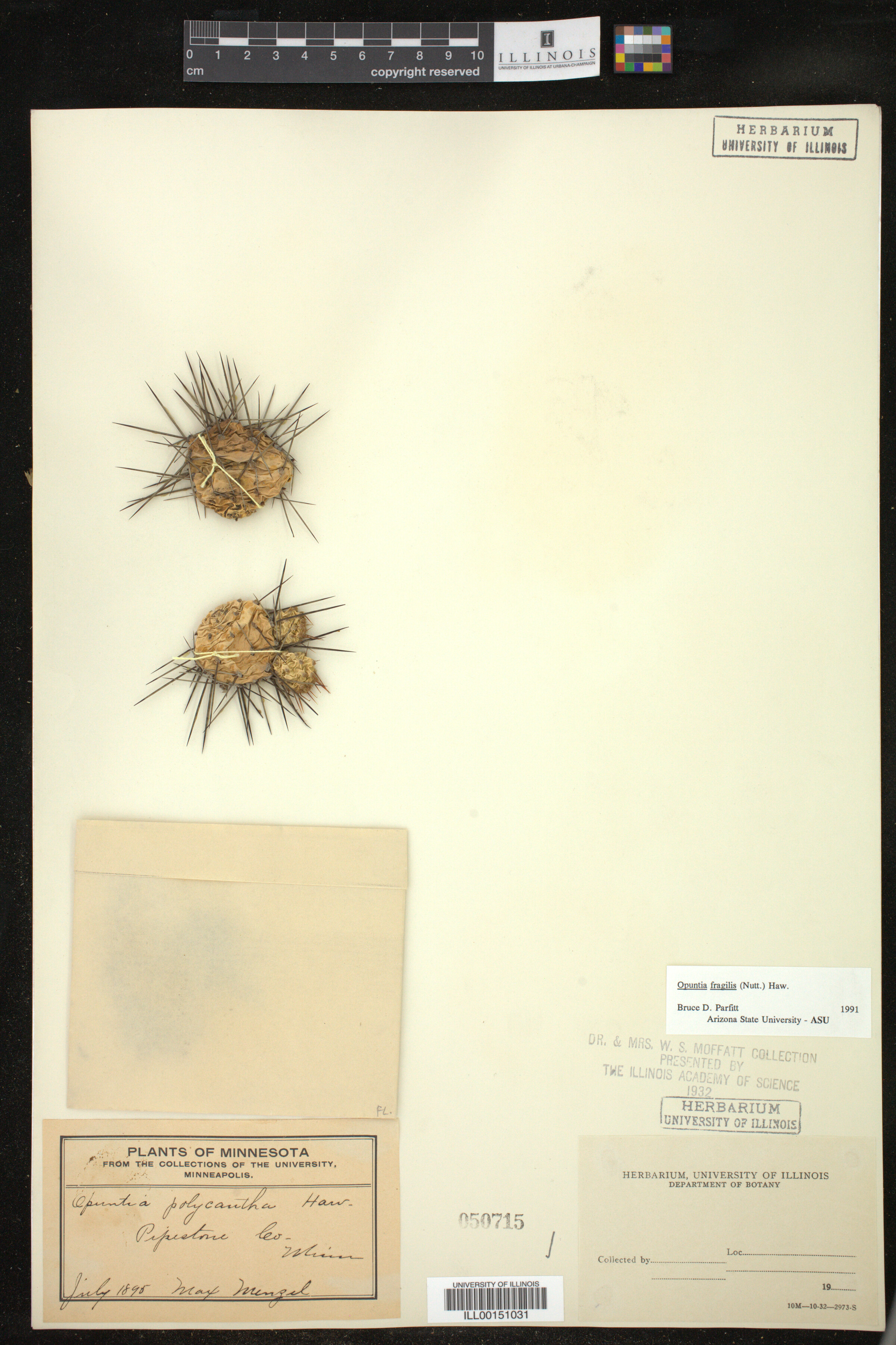 Opuntia image
