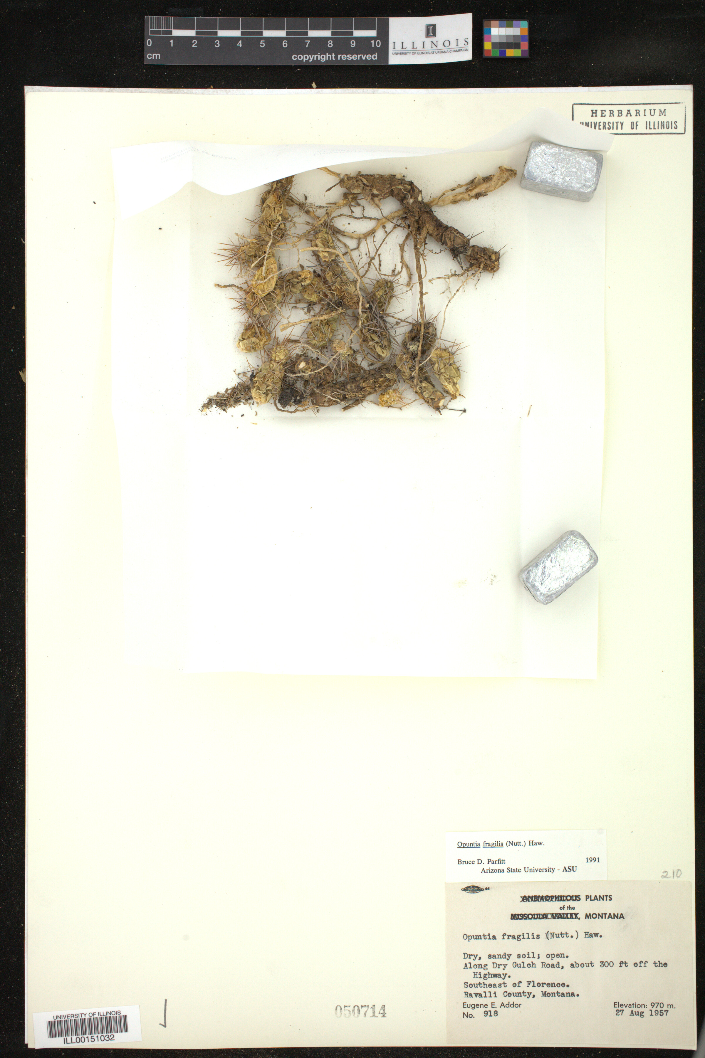 Opuntia fragilis image
