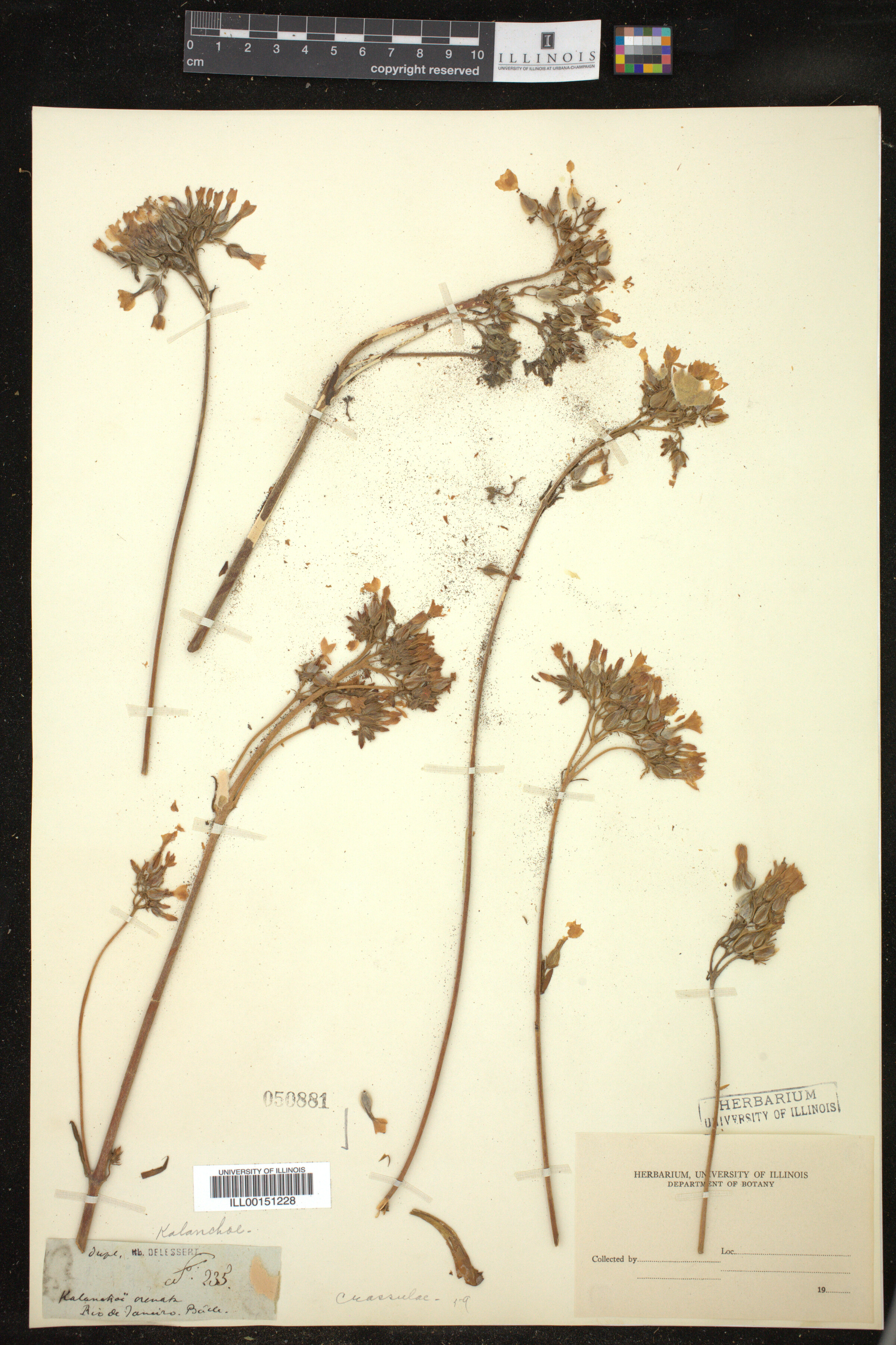 Kalanchoe image