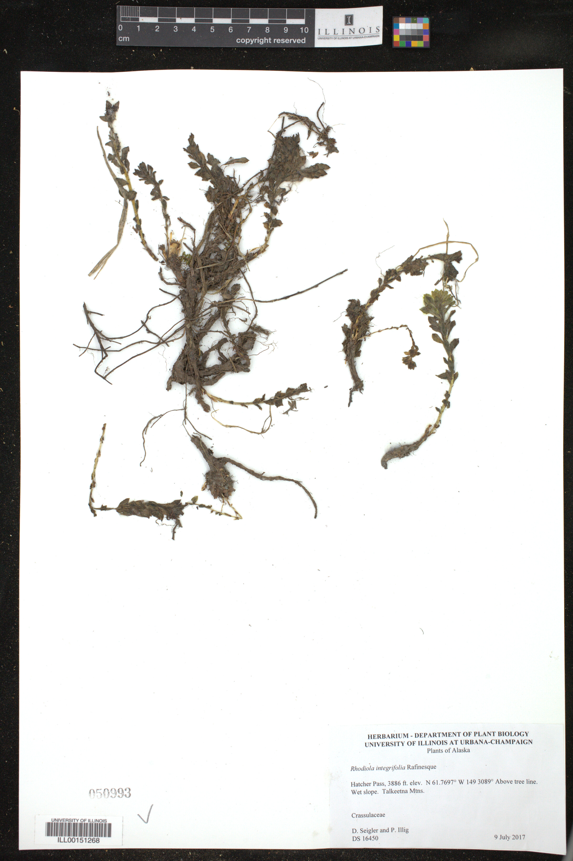 Rhodiola integrifolia image