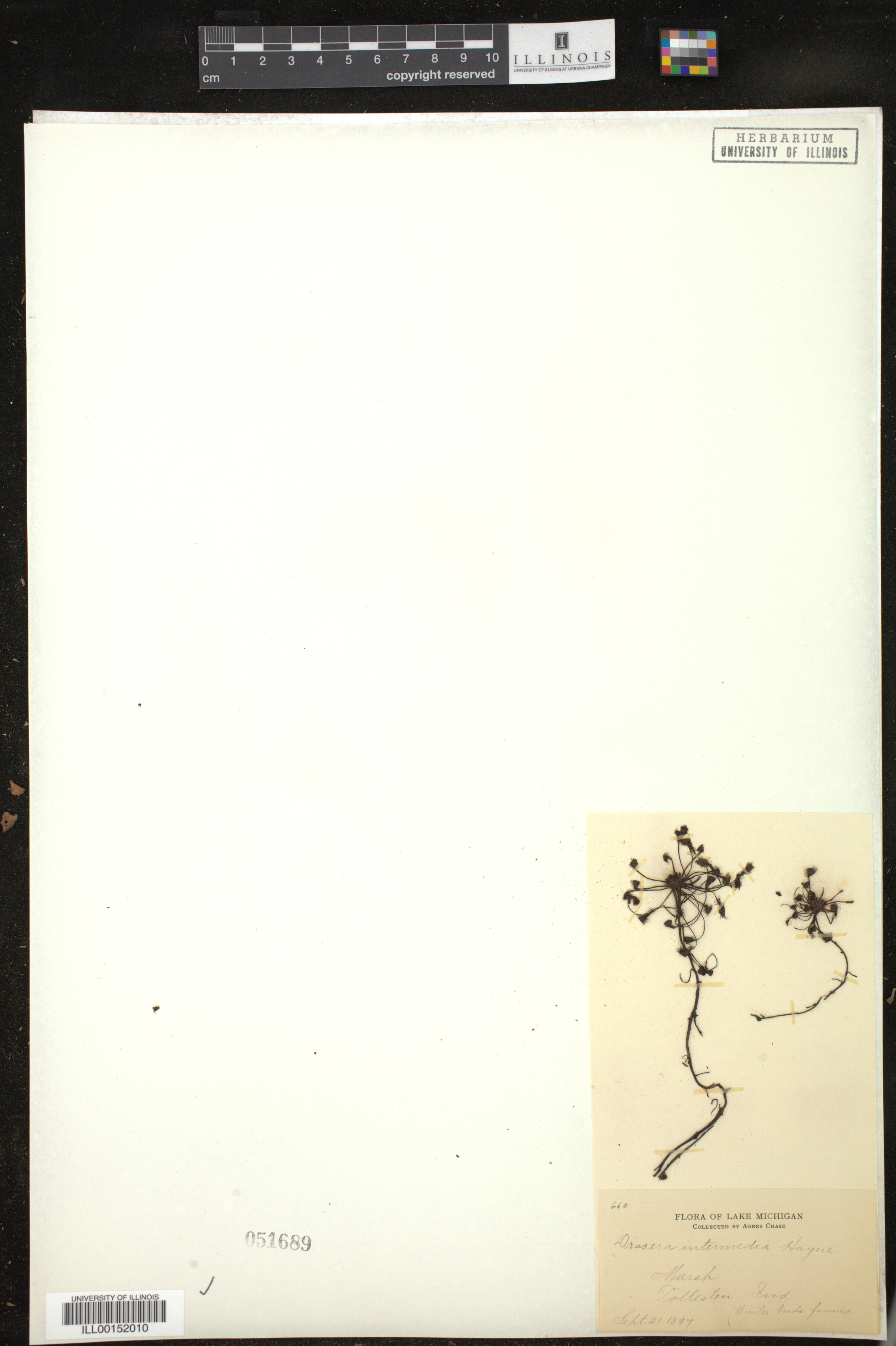 Drosera image