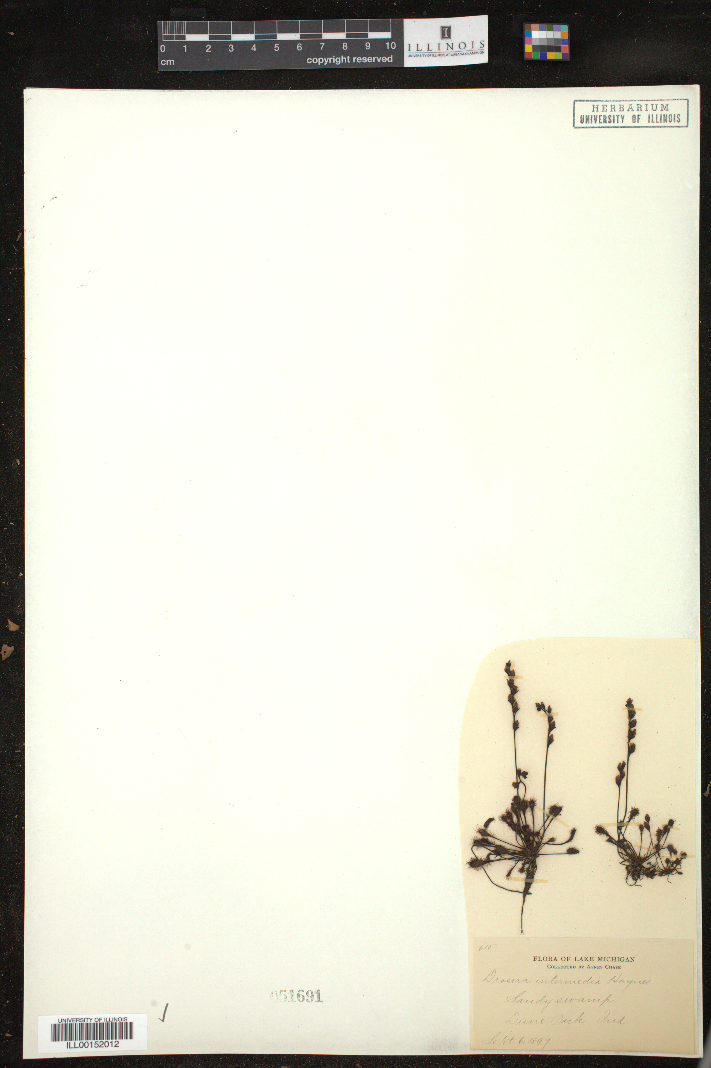 Drosera image