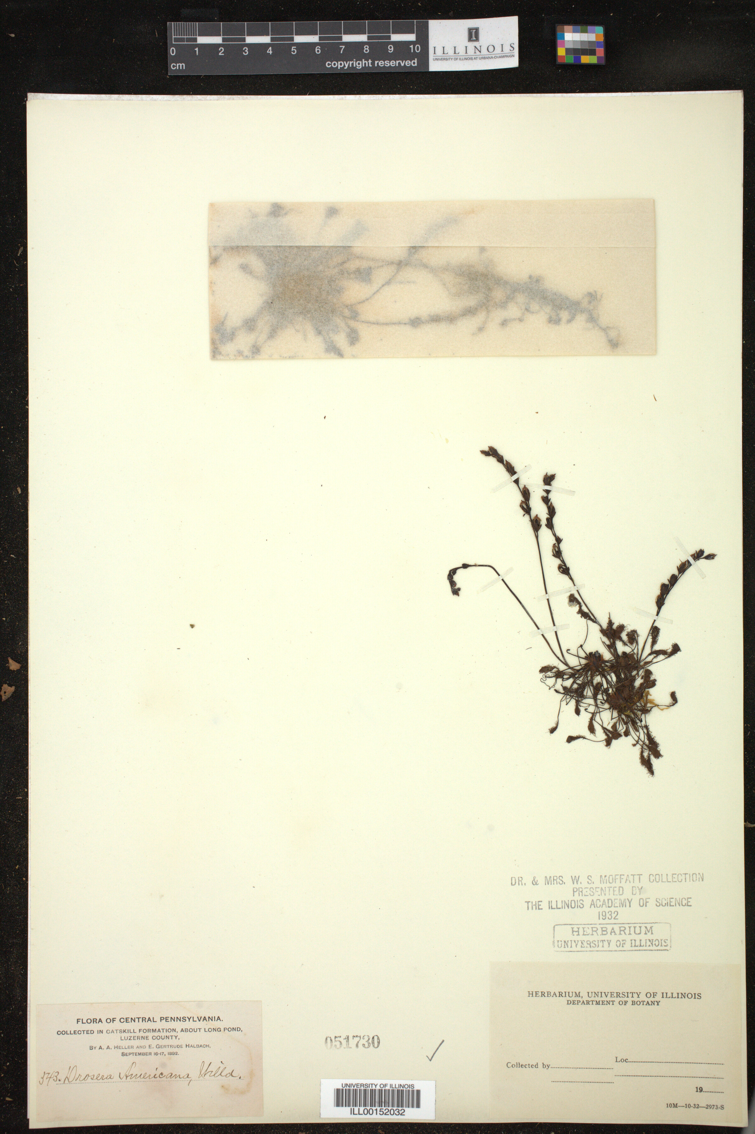 Drosera image
