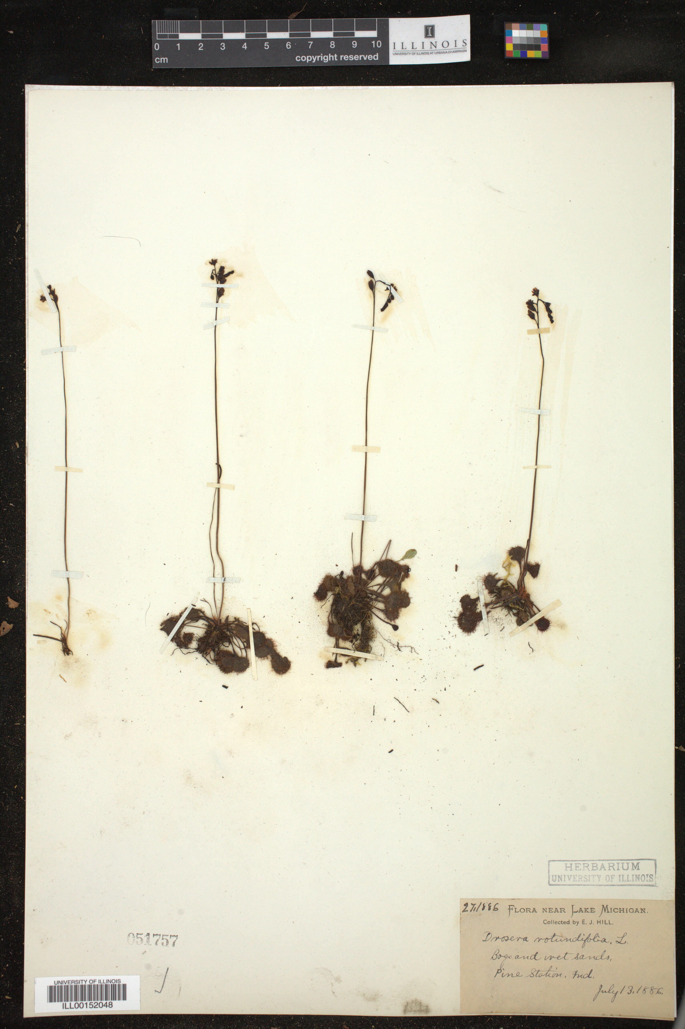 Drosera image