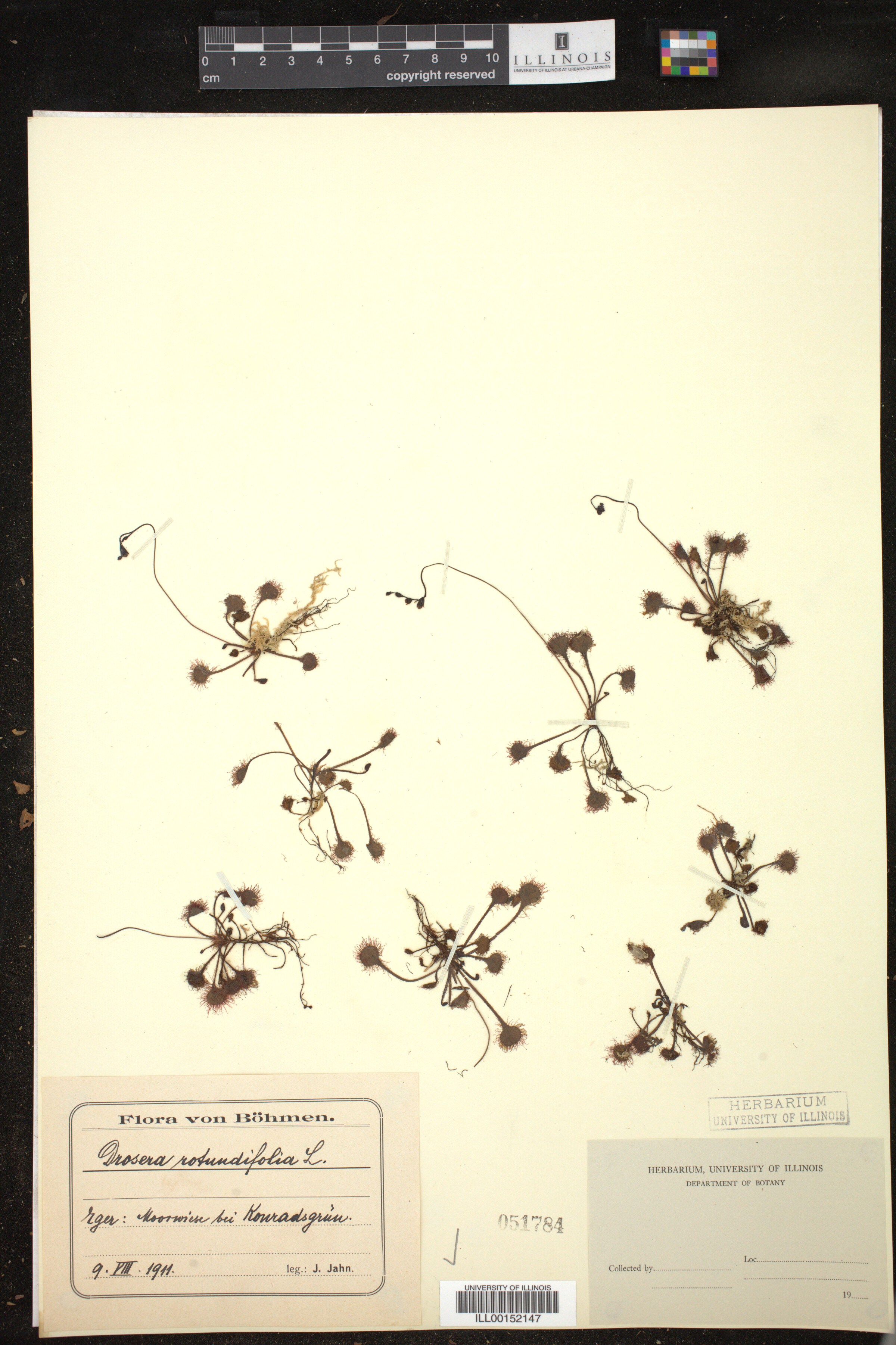 Drosera rotundifolia image