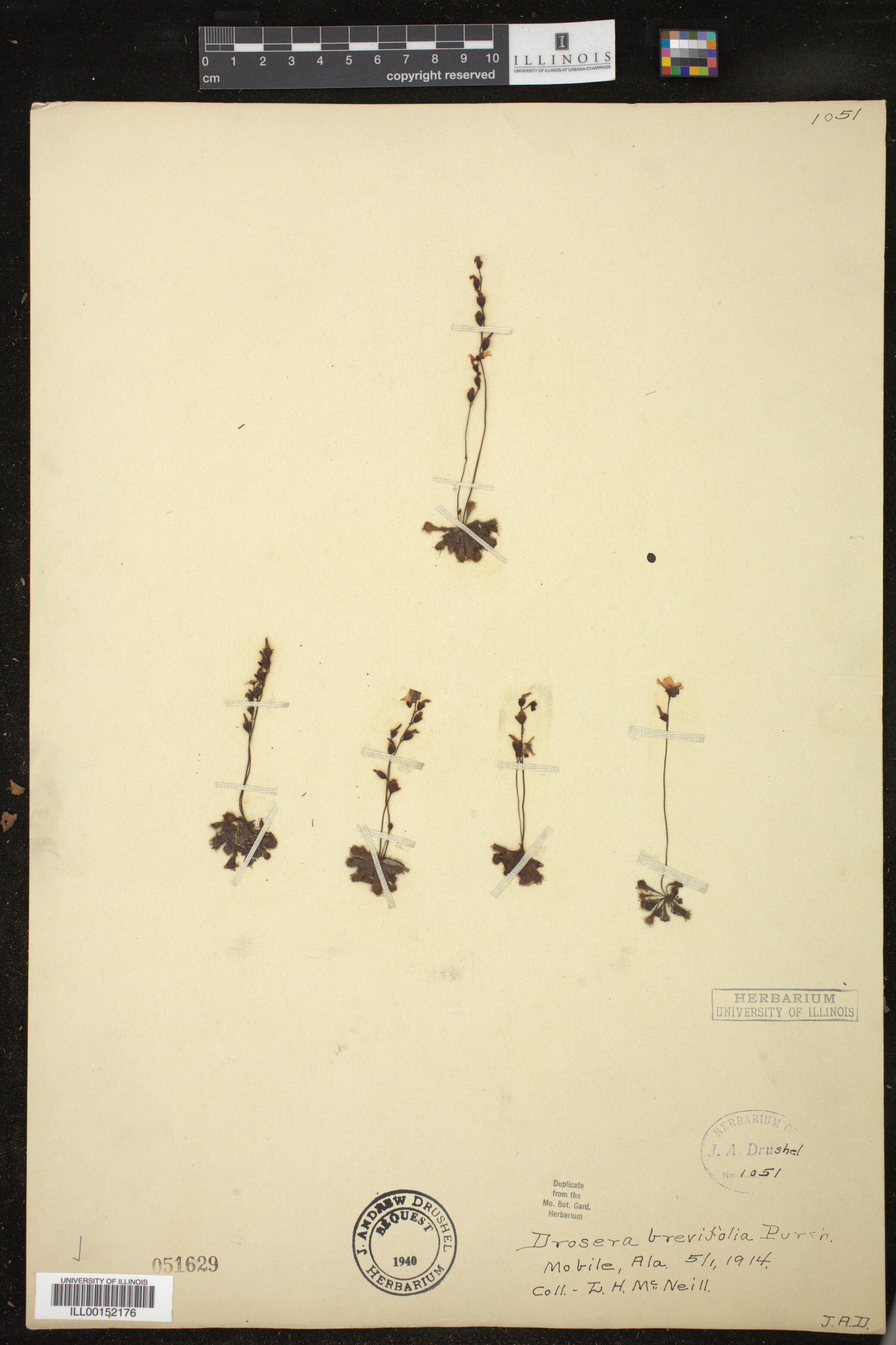 Drosera brevifolia image