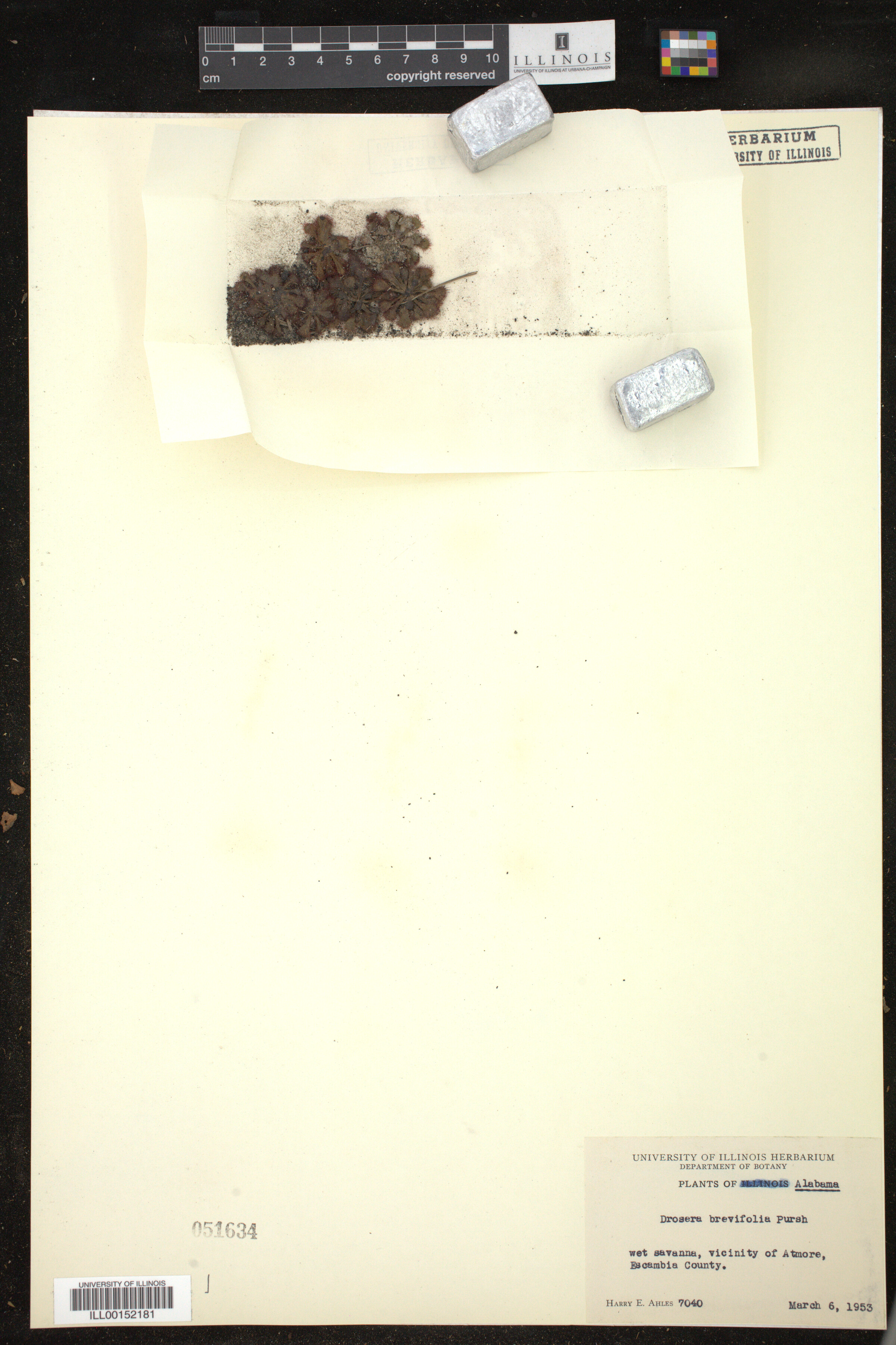 Drosera brevifolia image