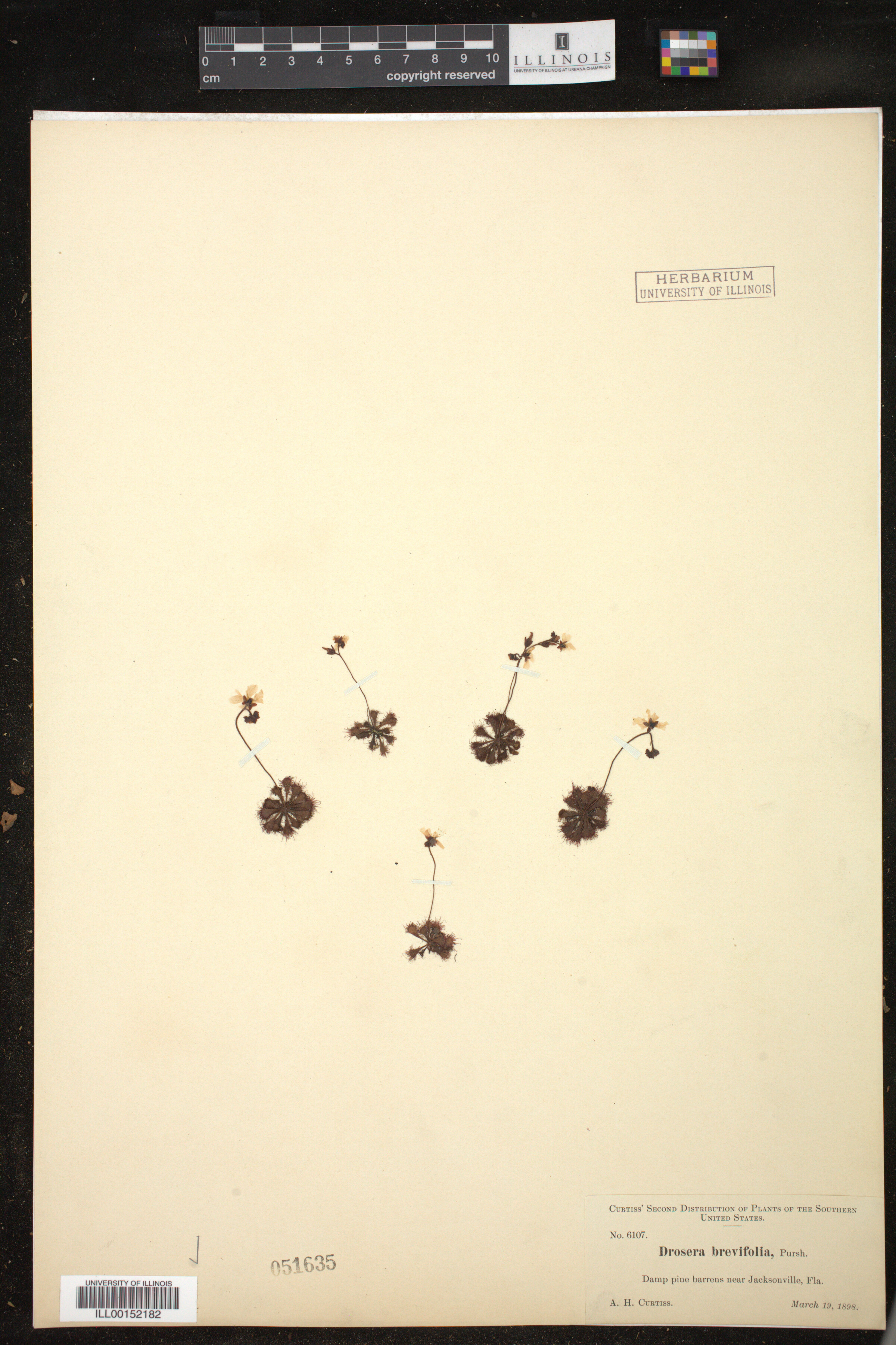 Drosera brevifolia image