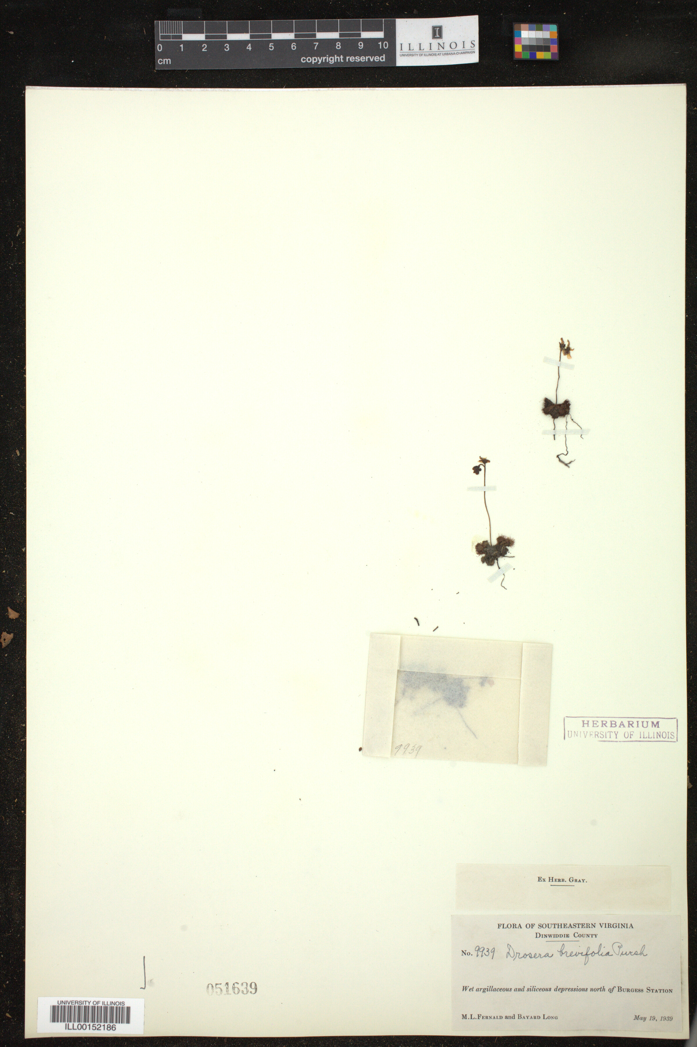 Drosera brevifolia image