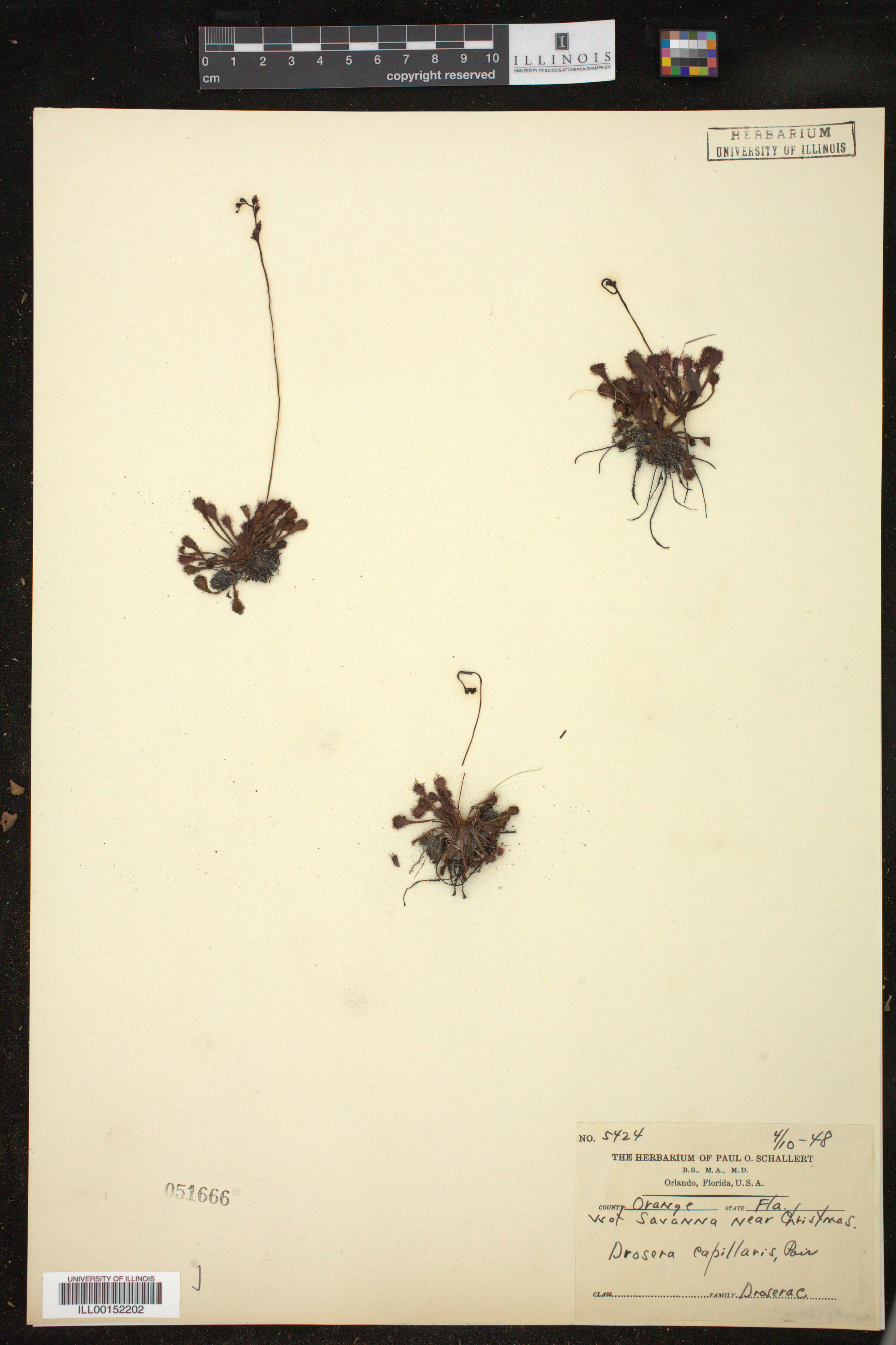 Drosera capillaris image