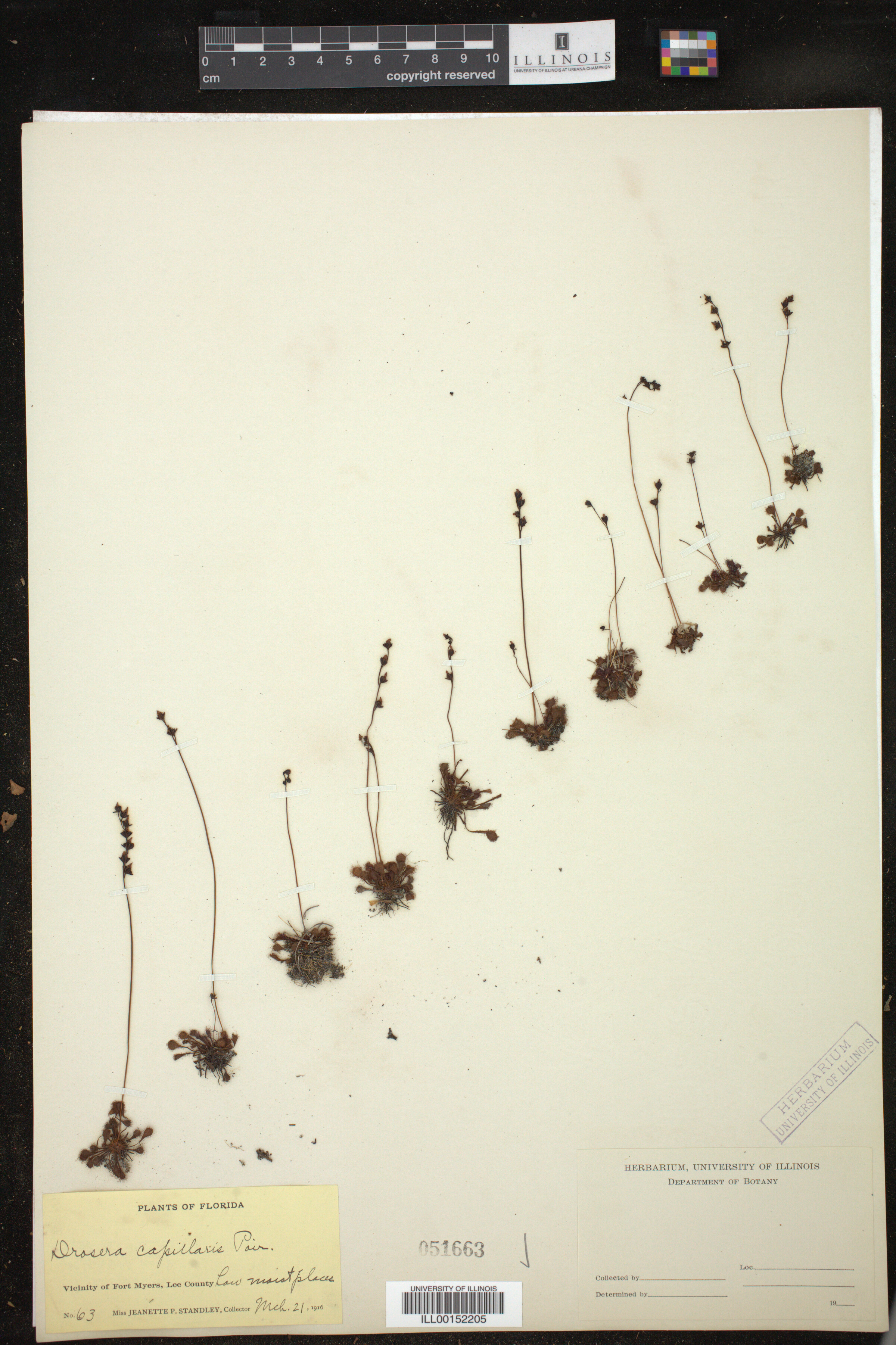 Drosera capillaris image